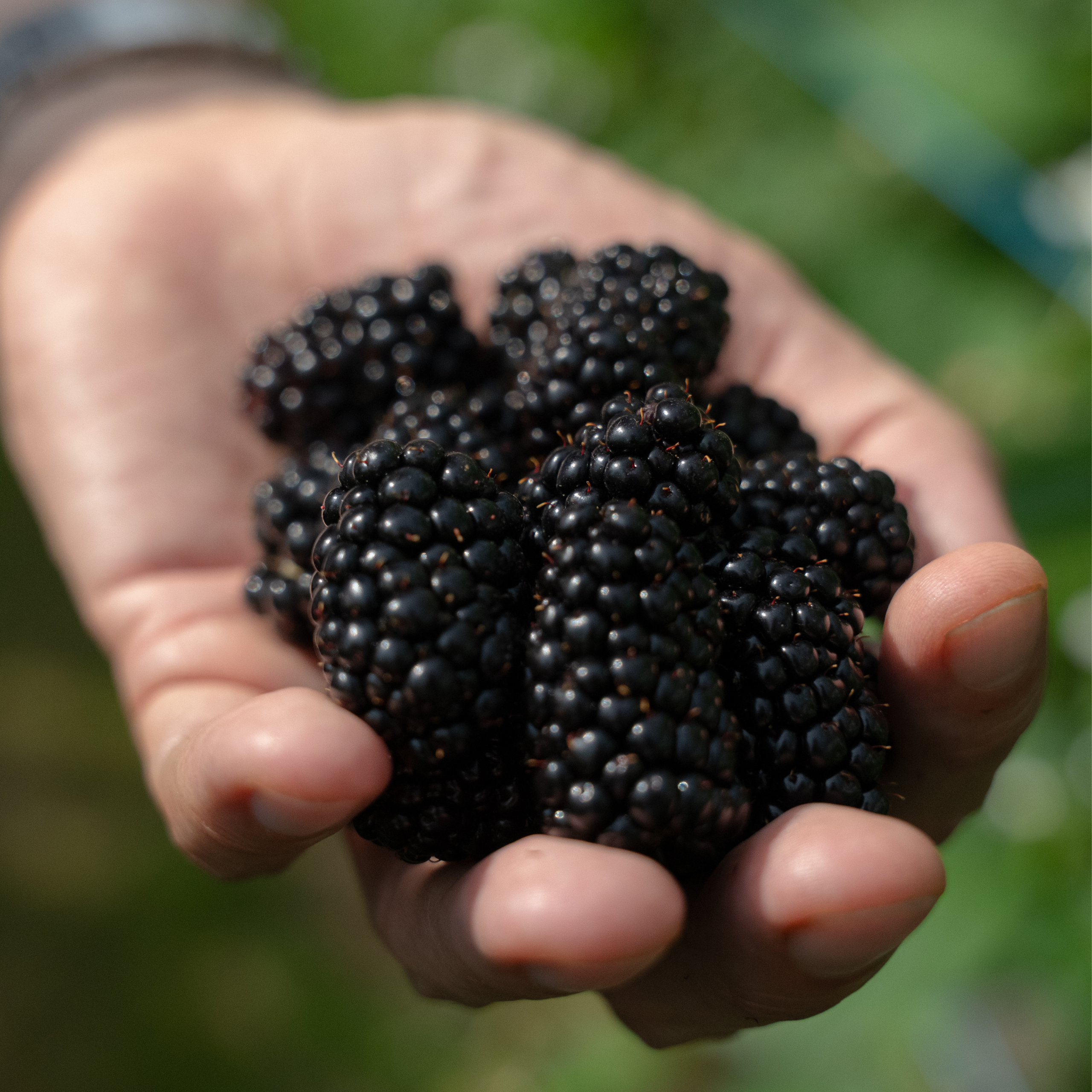 blackberry