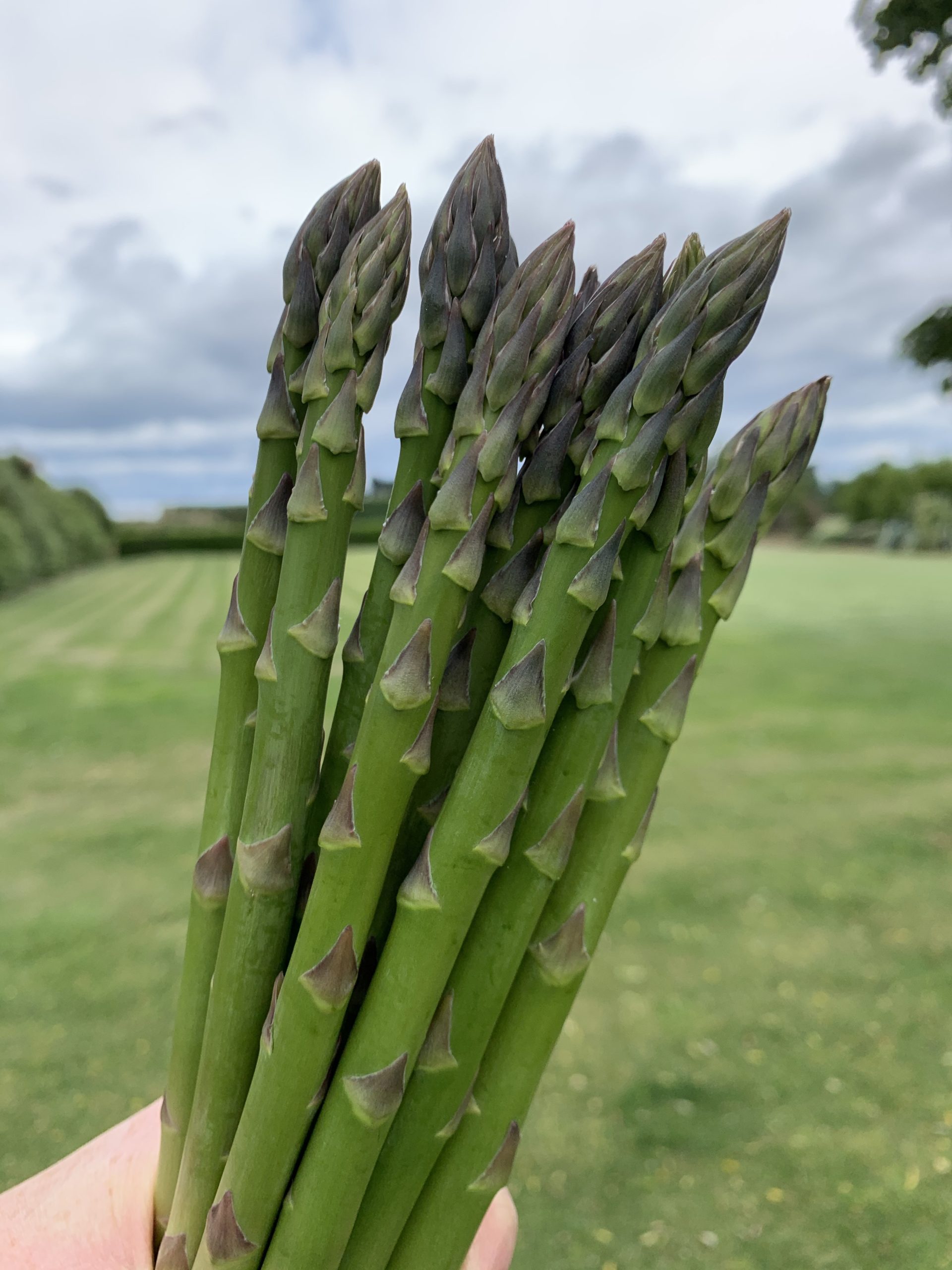 asparagus