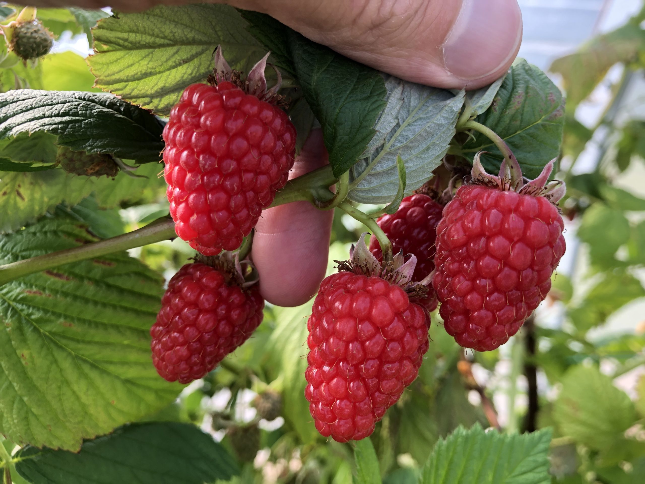 raspberry