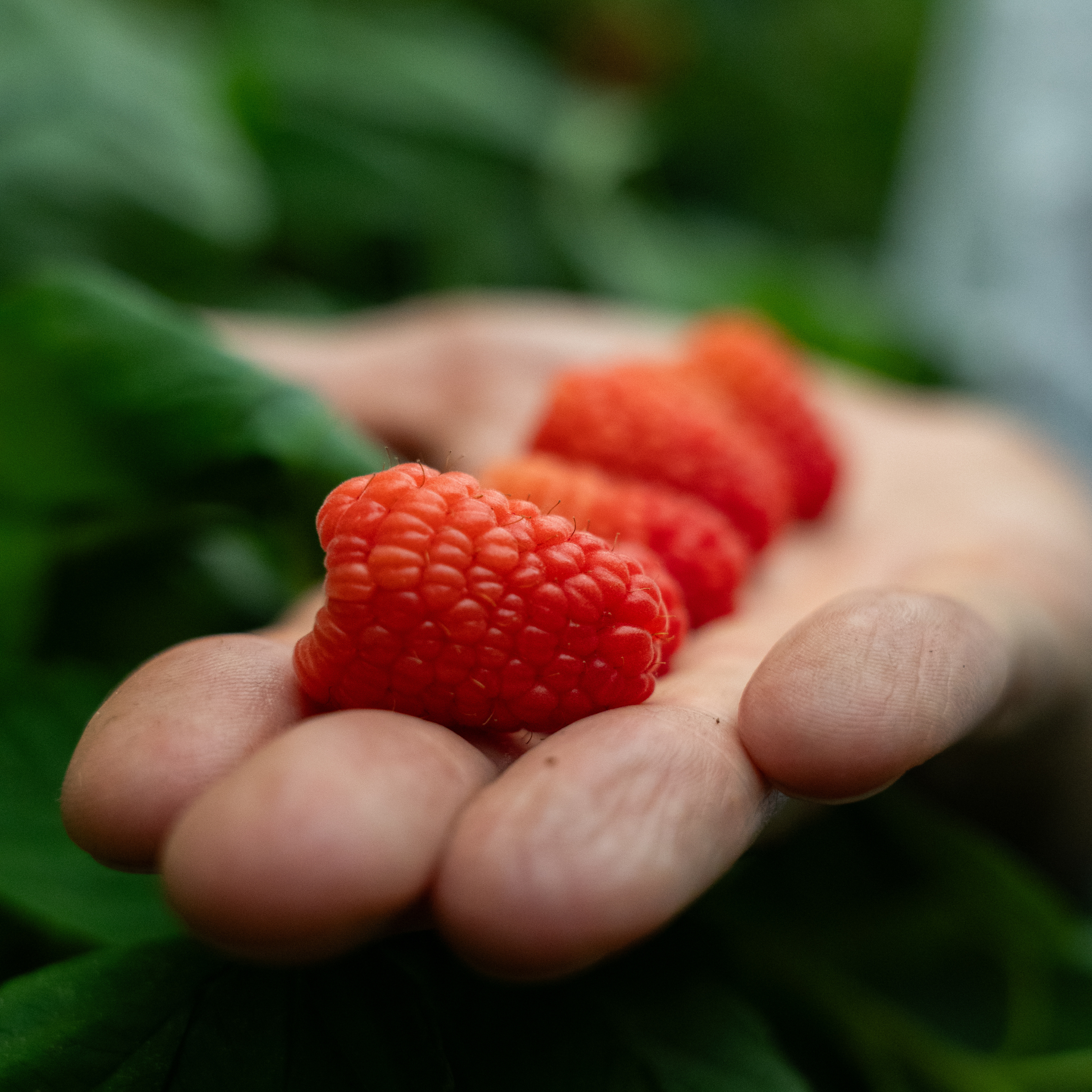 raspberry