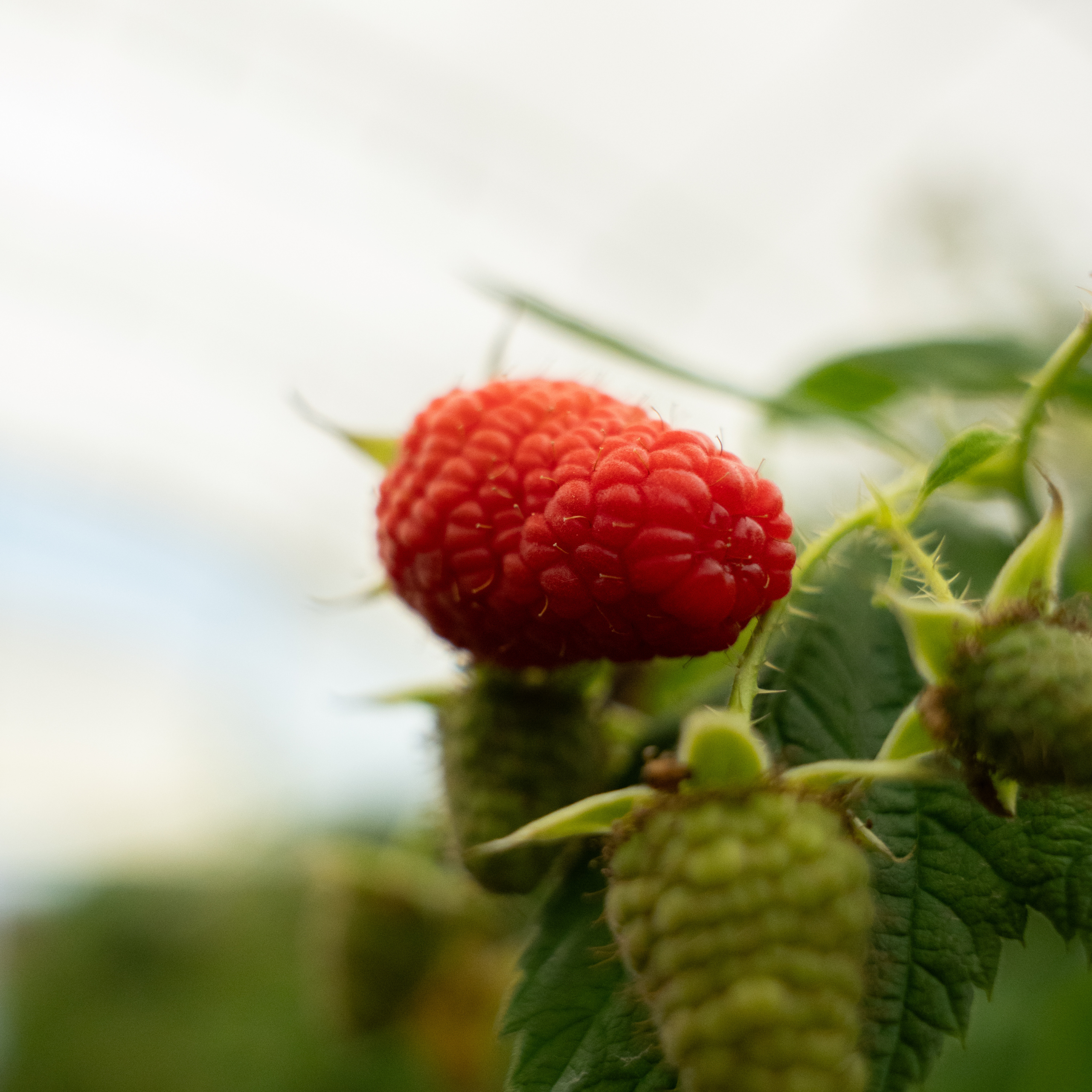 raspberry