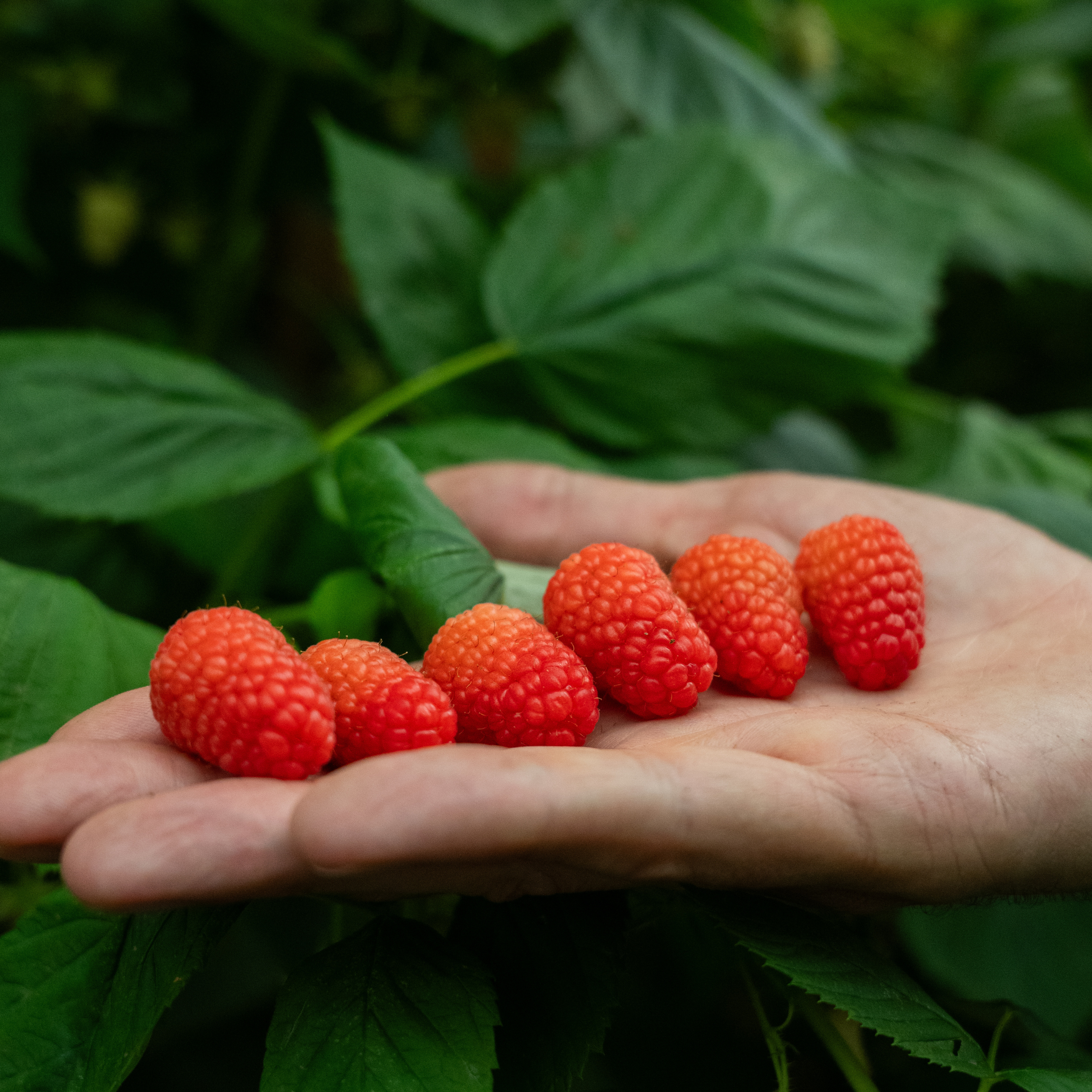raspberry
