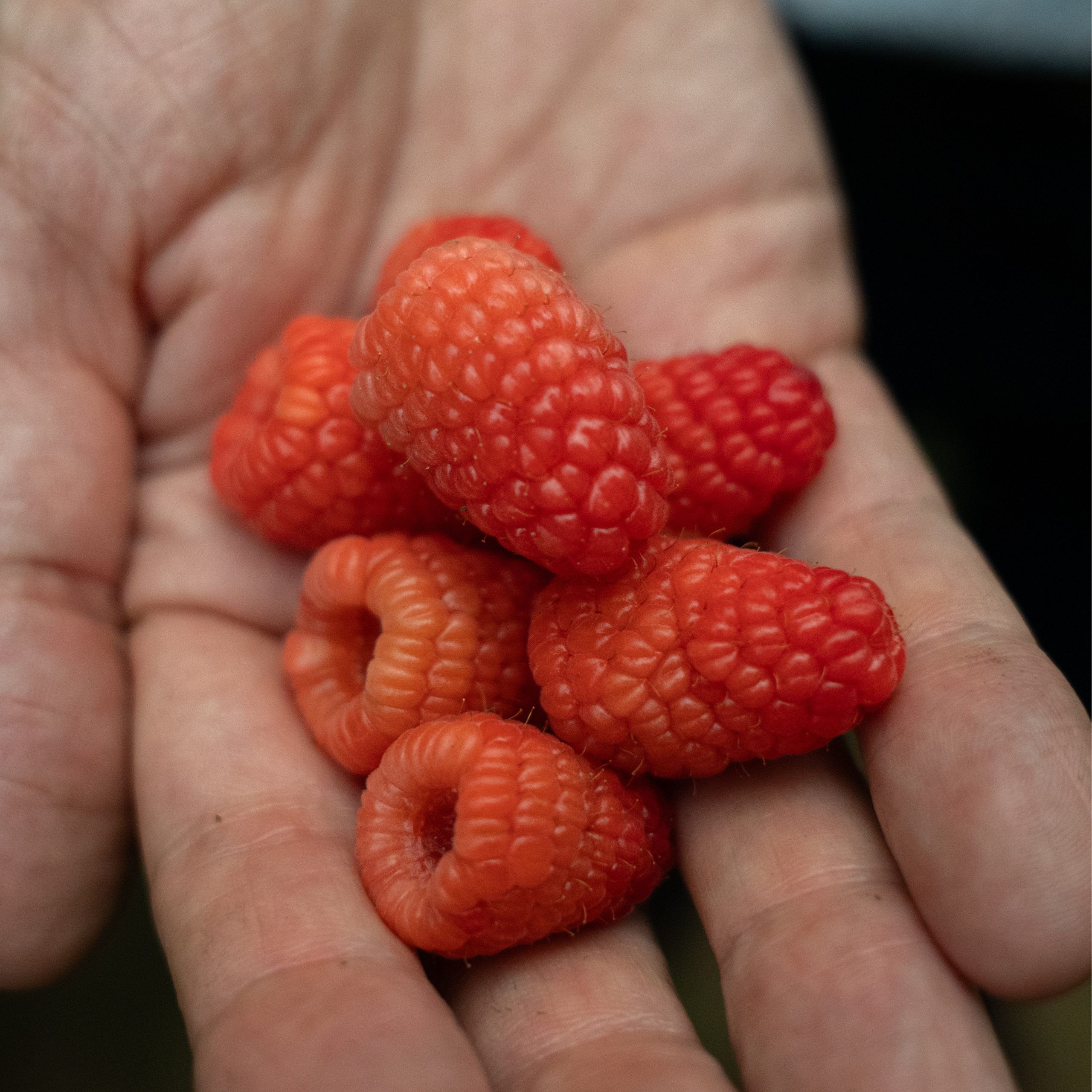 raspberry