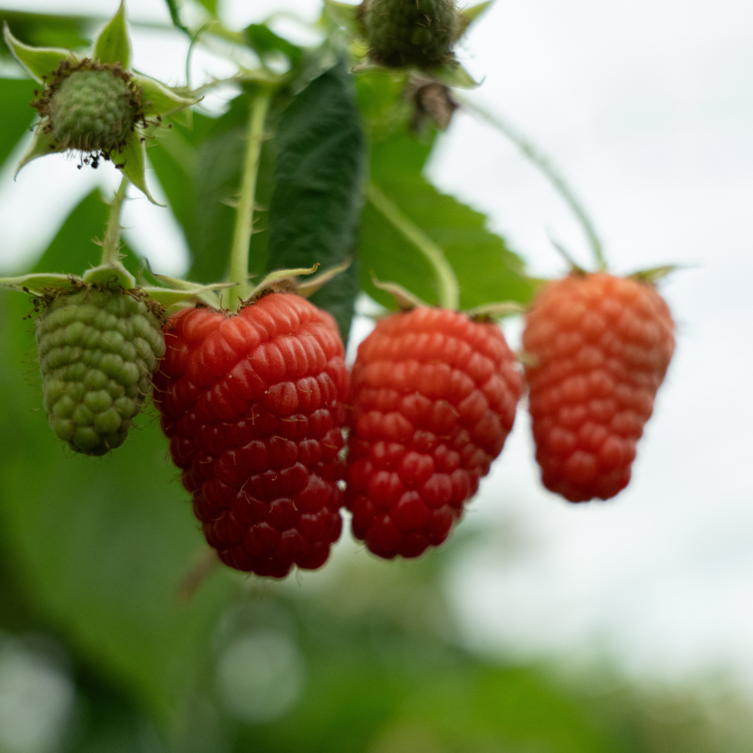raspberry