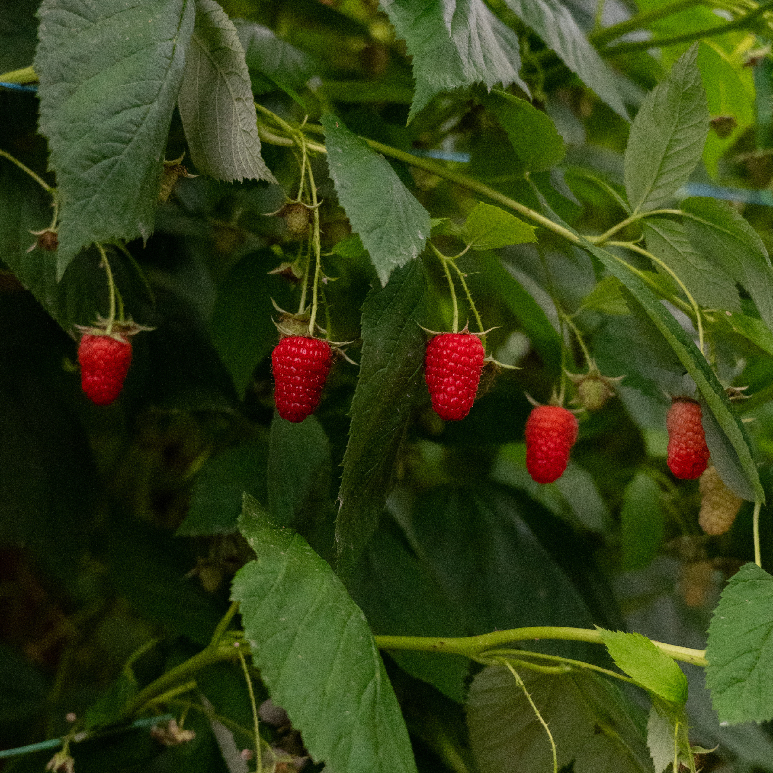 raspberry