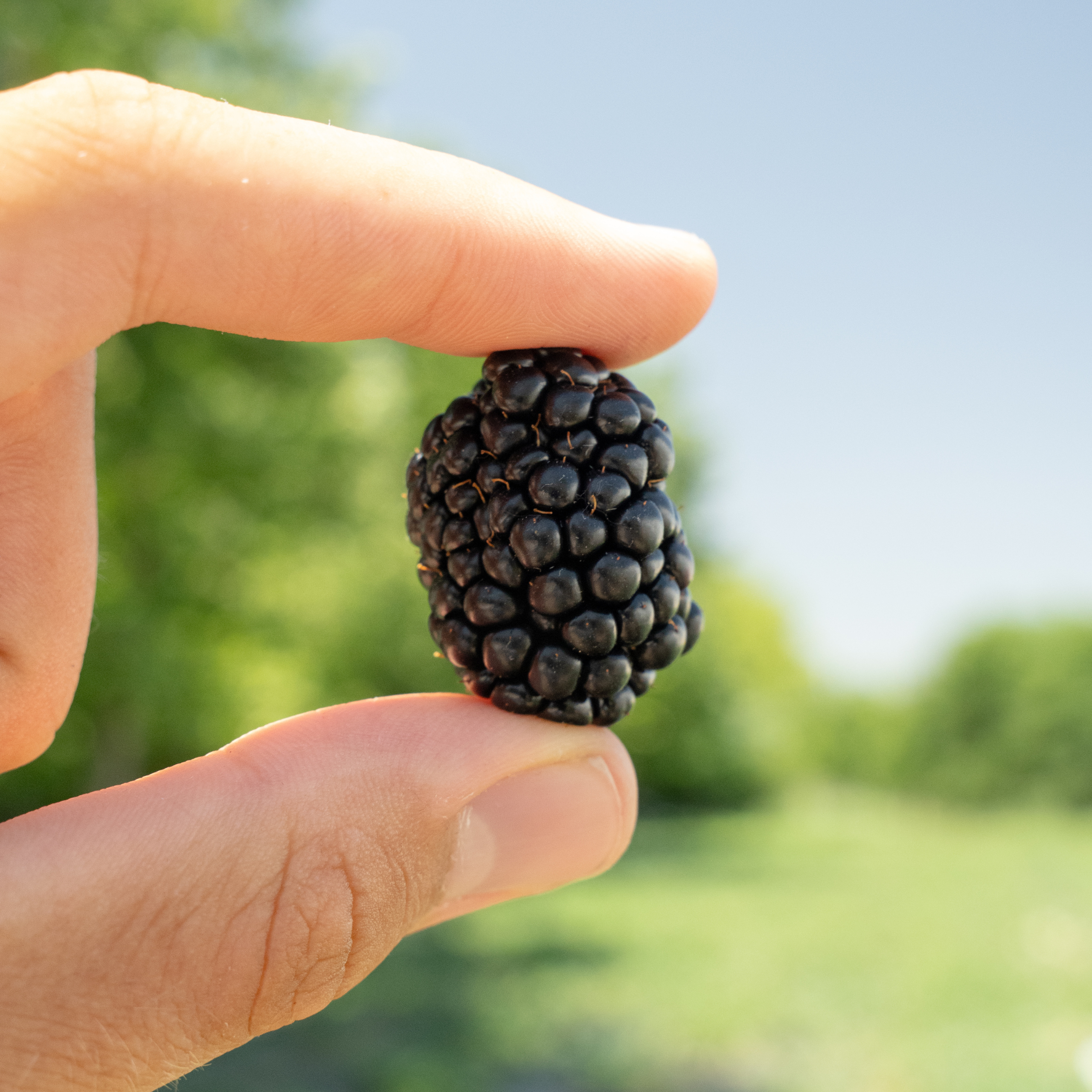 blackberry