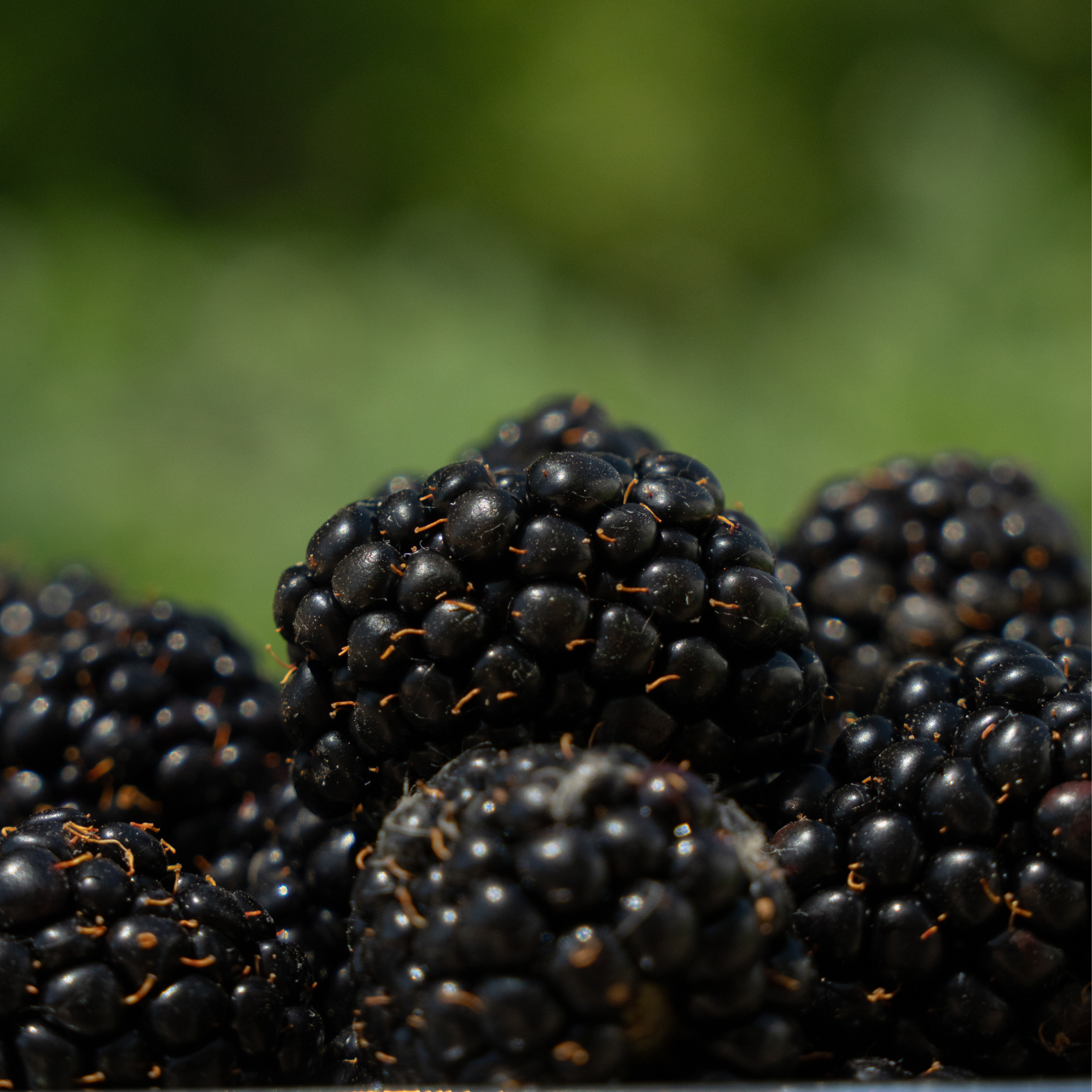 blackberry