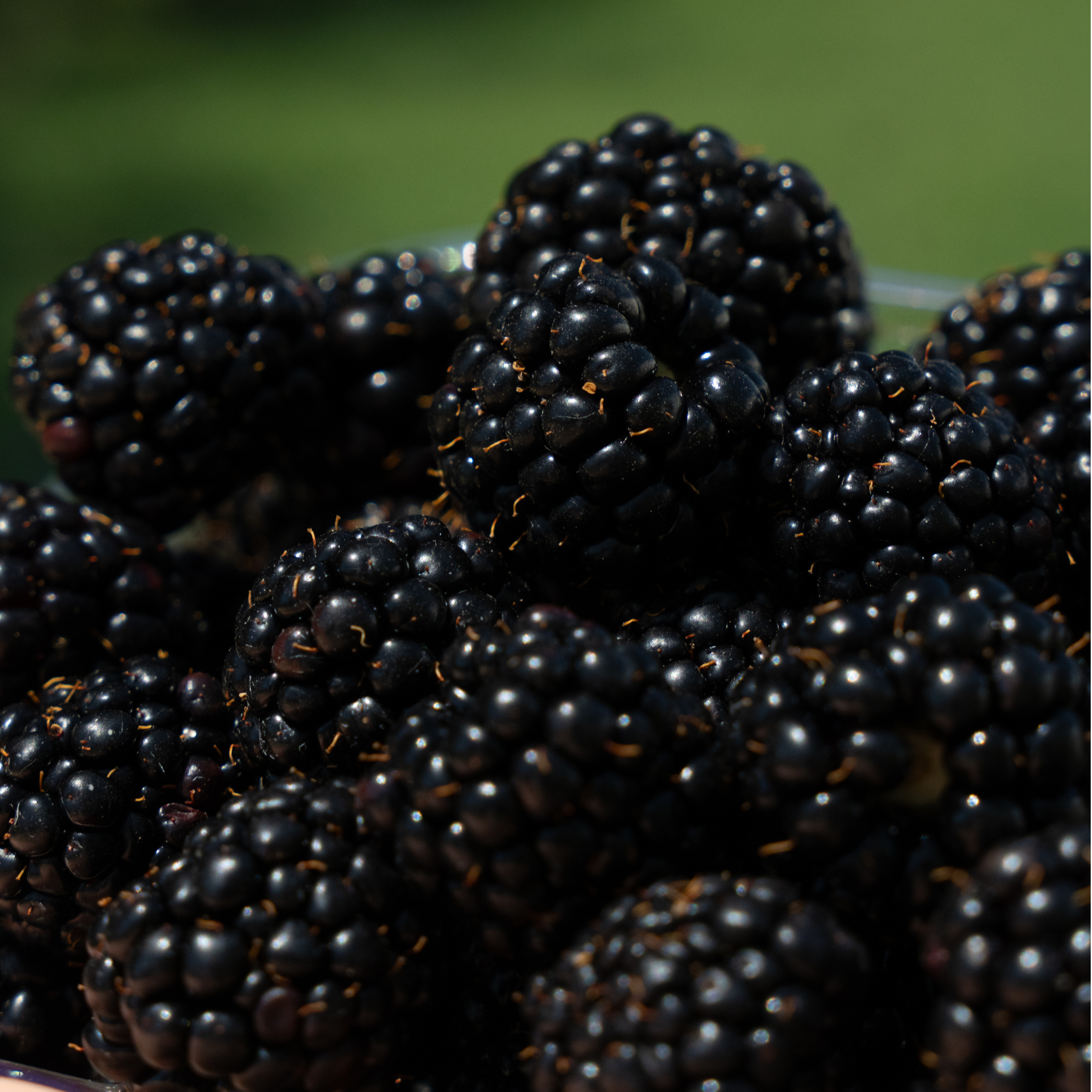 blackberry