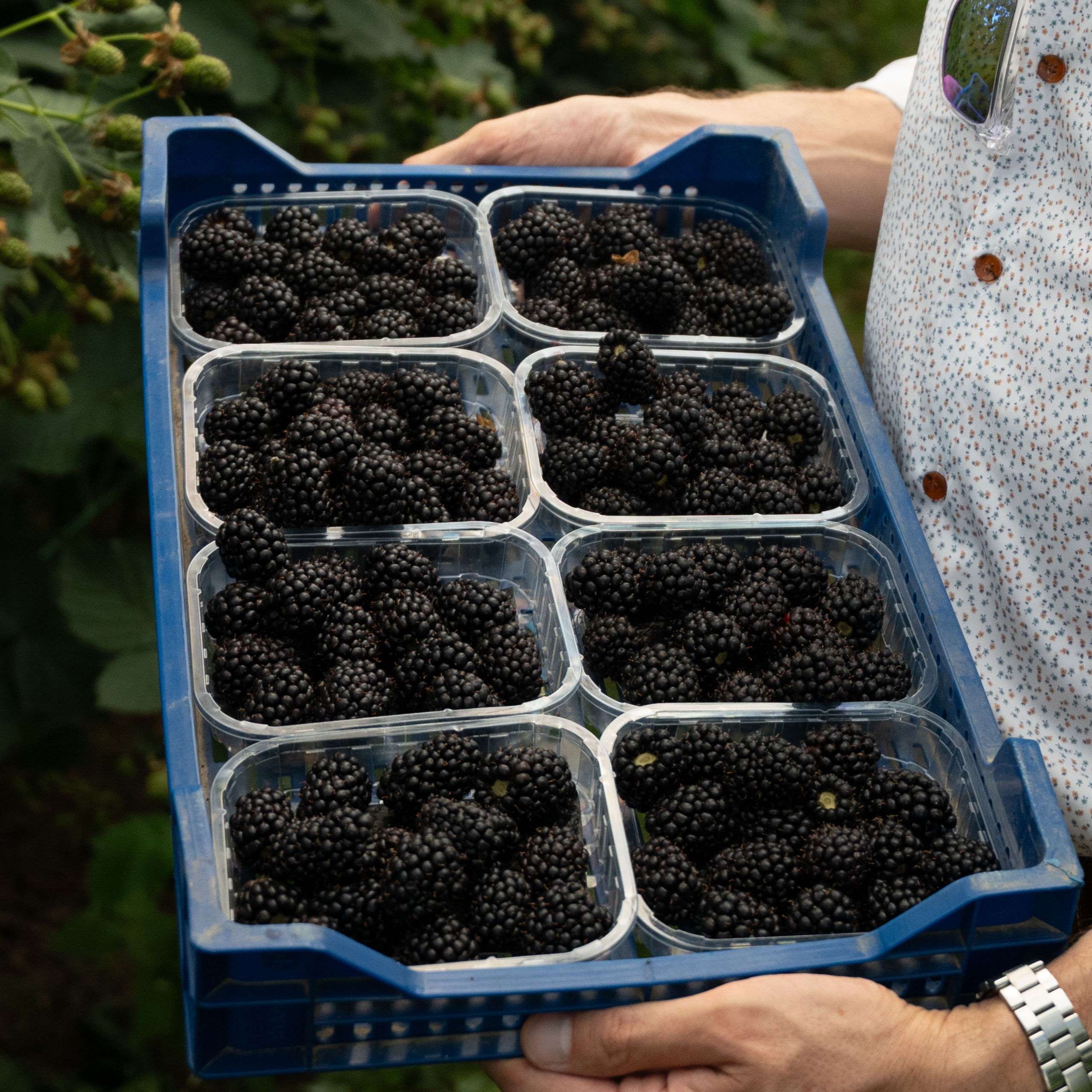 blackberry
