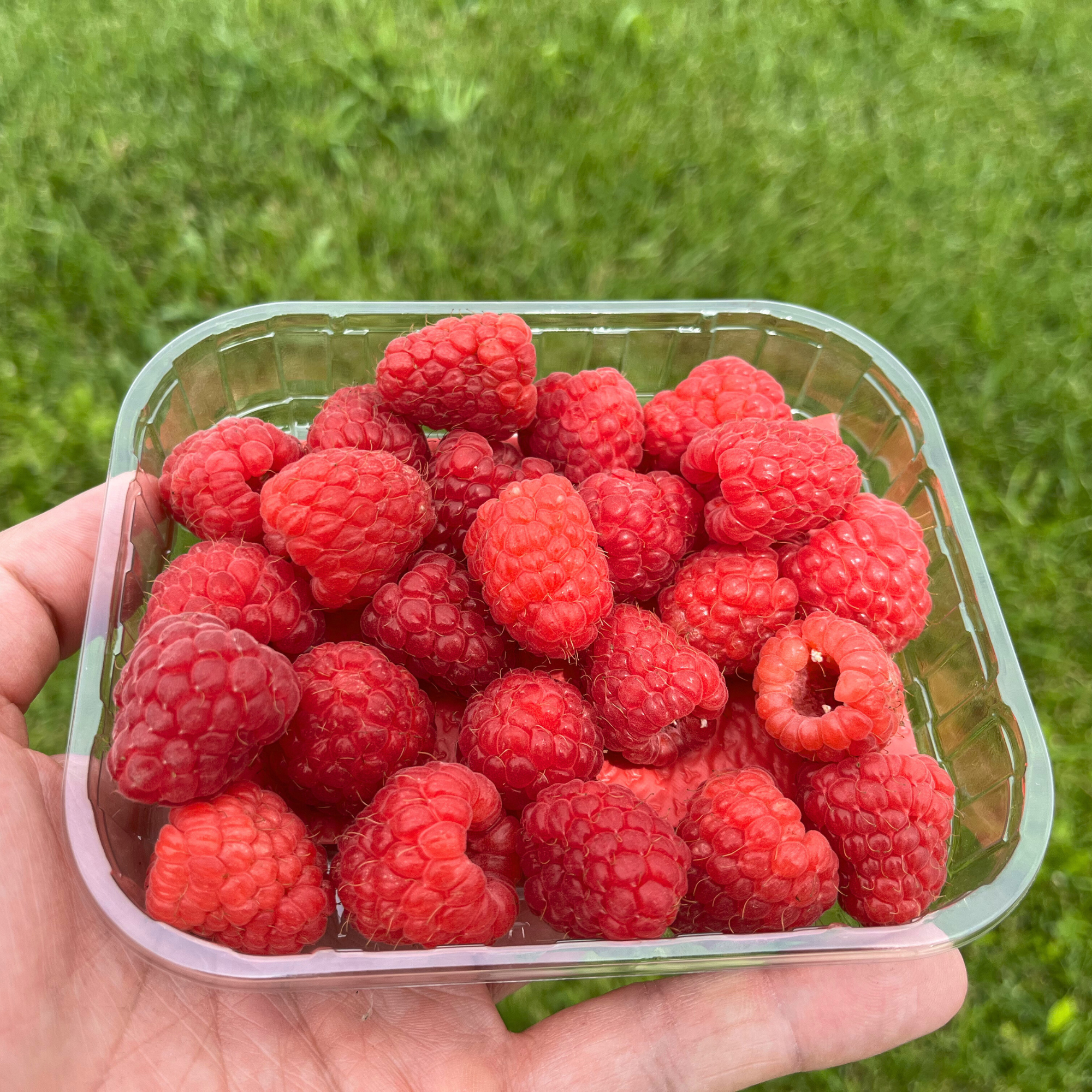 raspberry