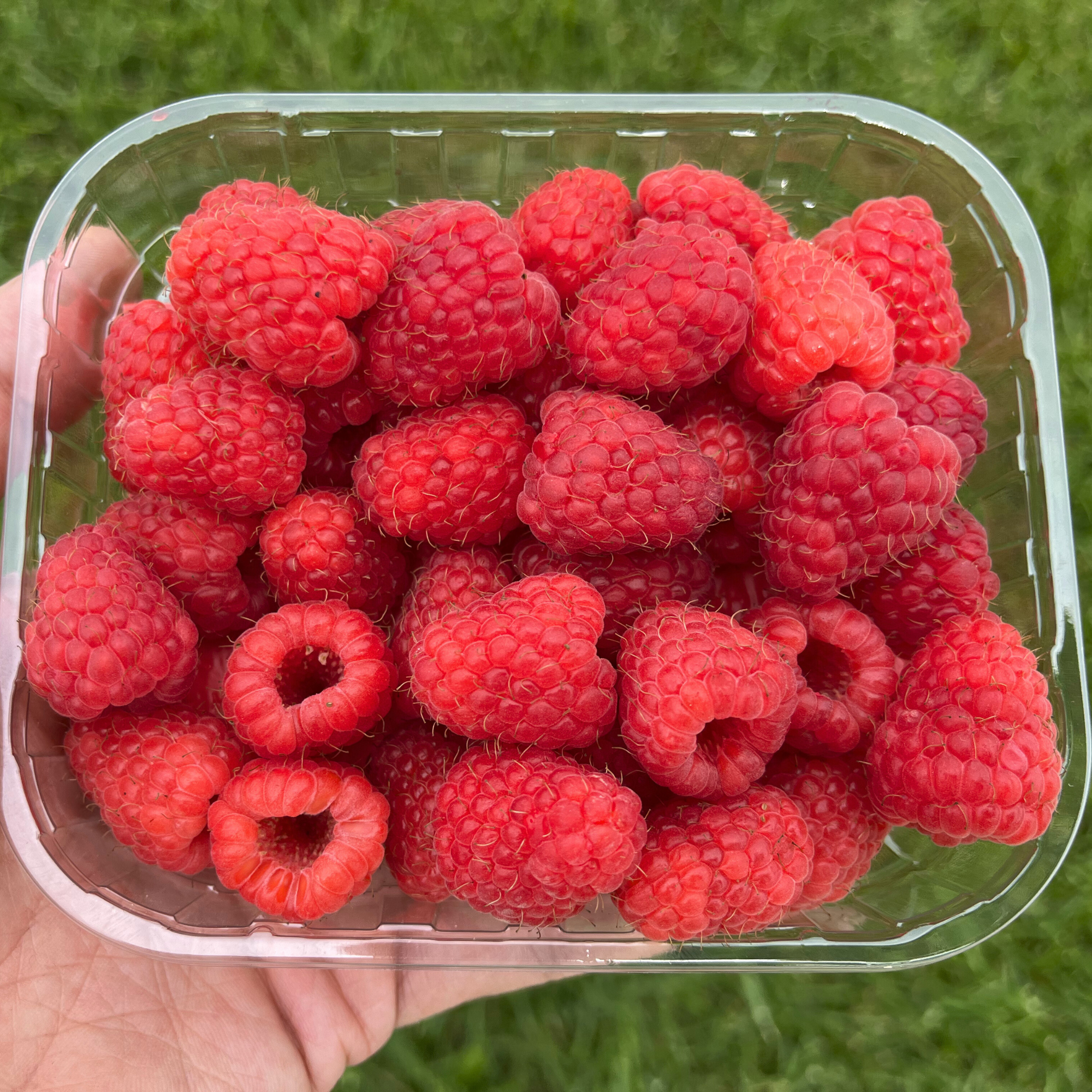raspberry