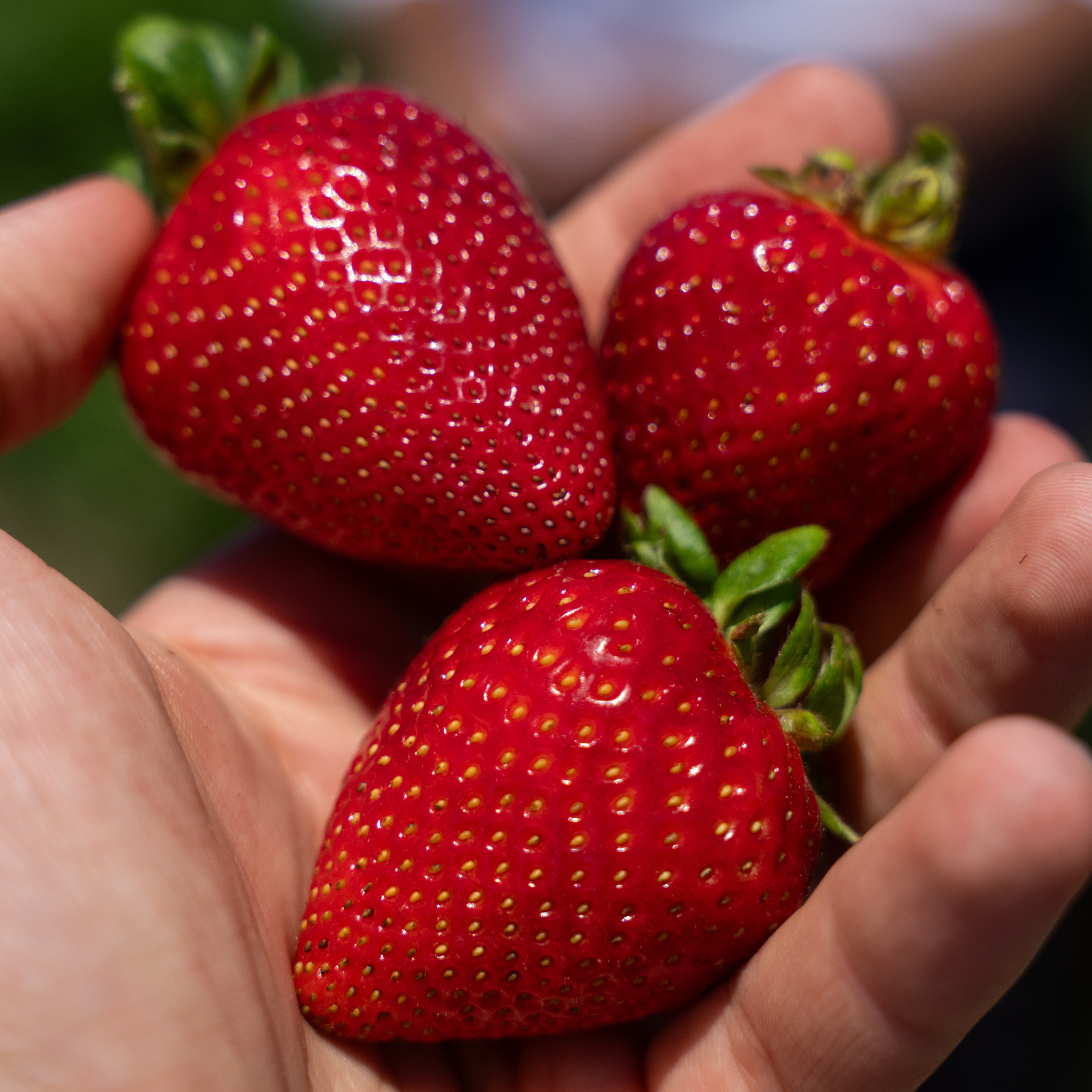 strawberry