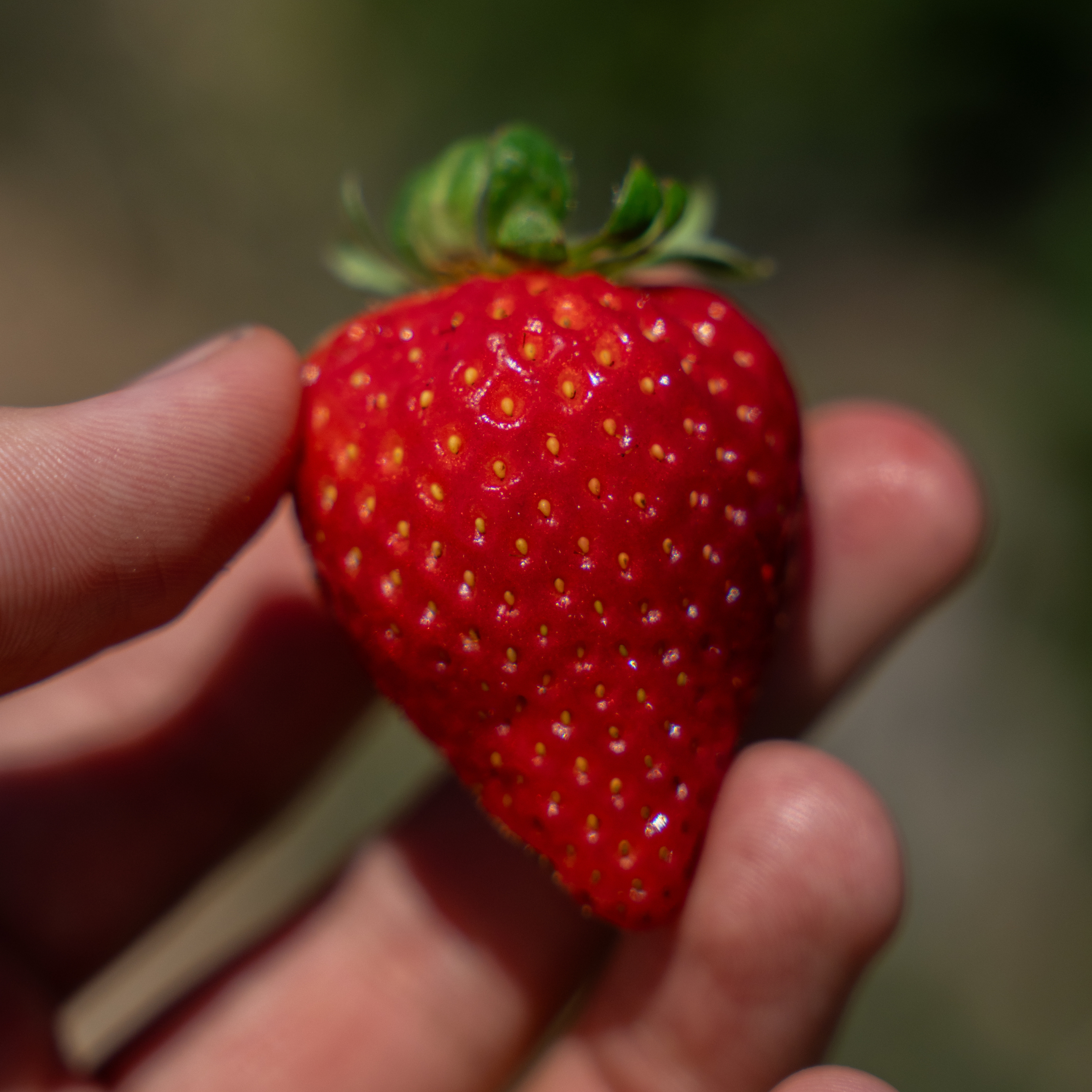 strawberry