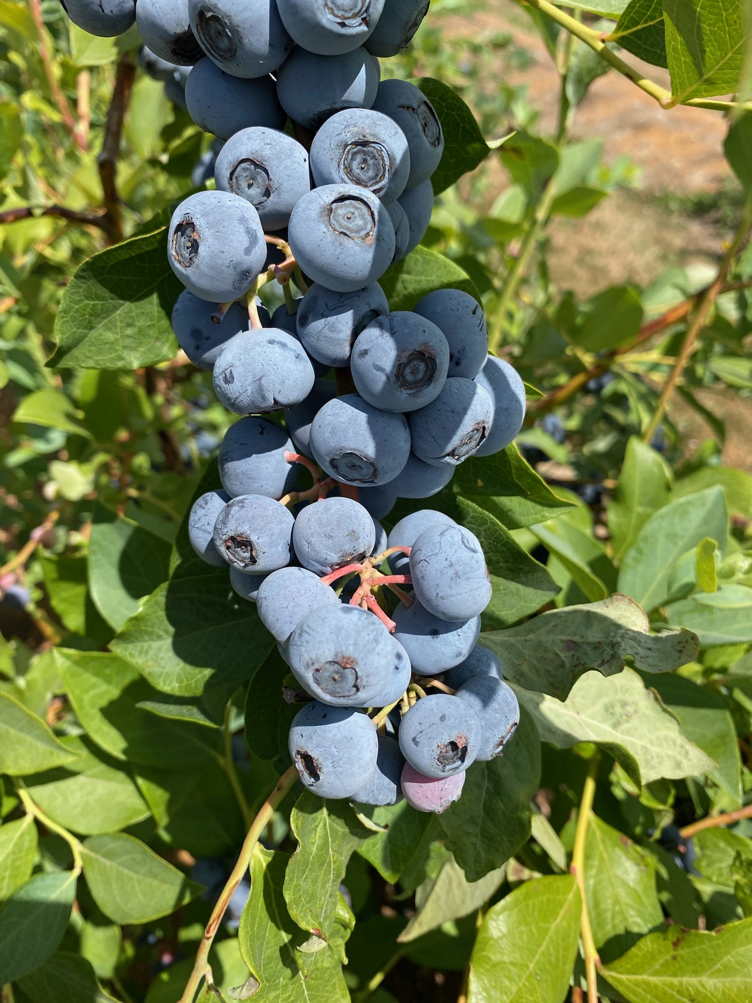 blueberry