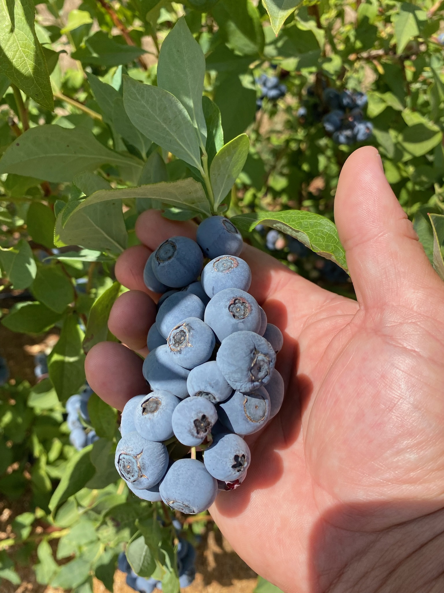 blueberry