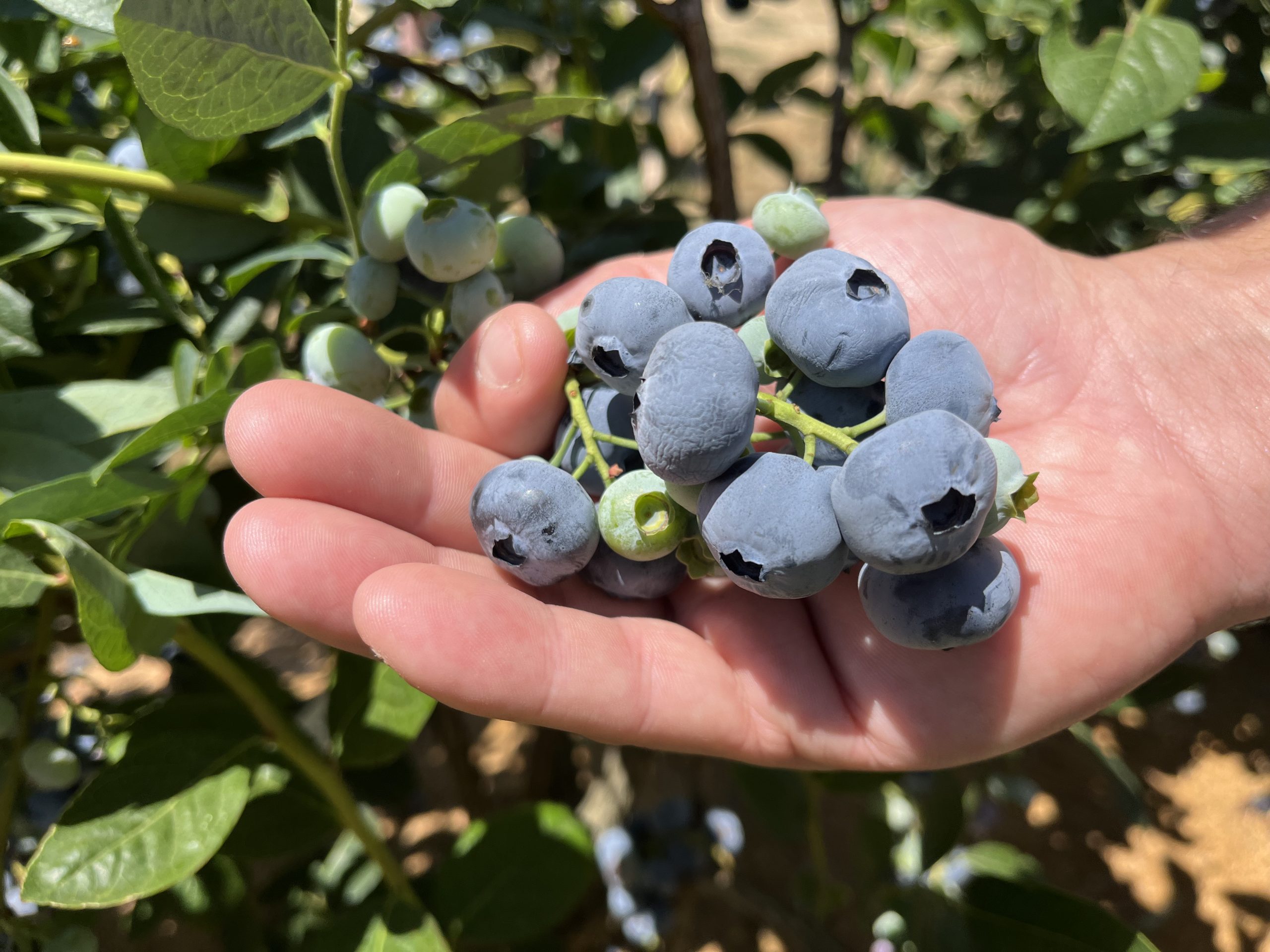 blueberry