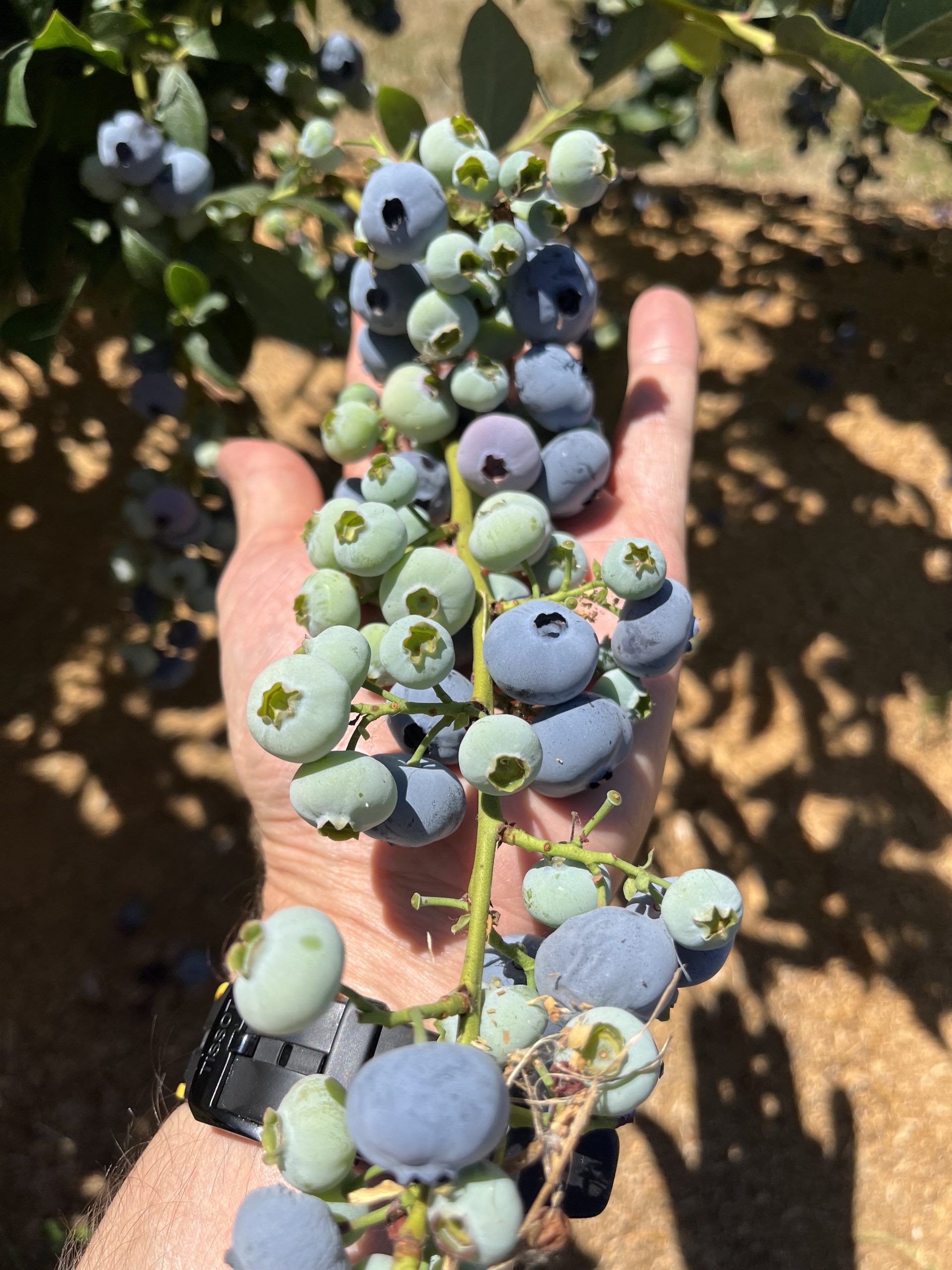 blueberry