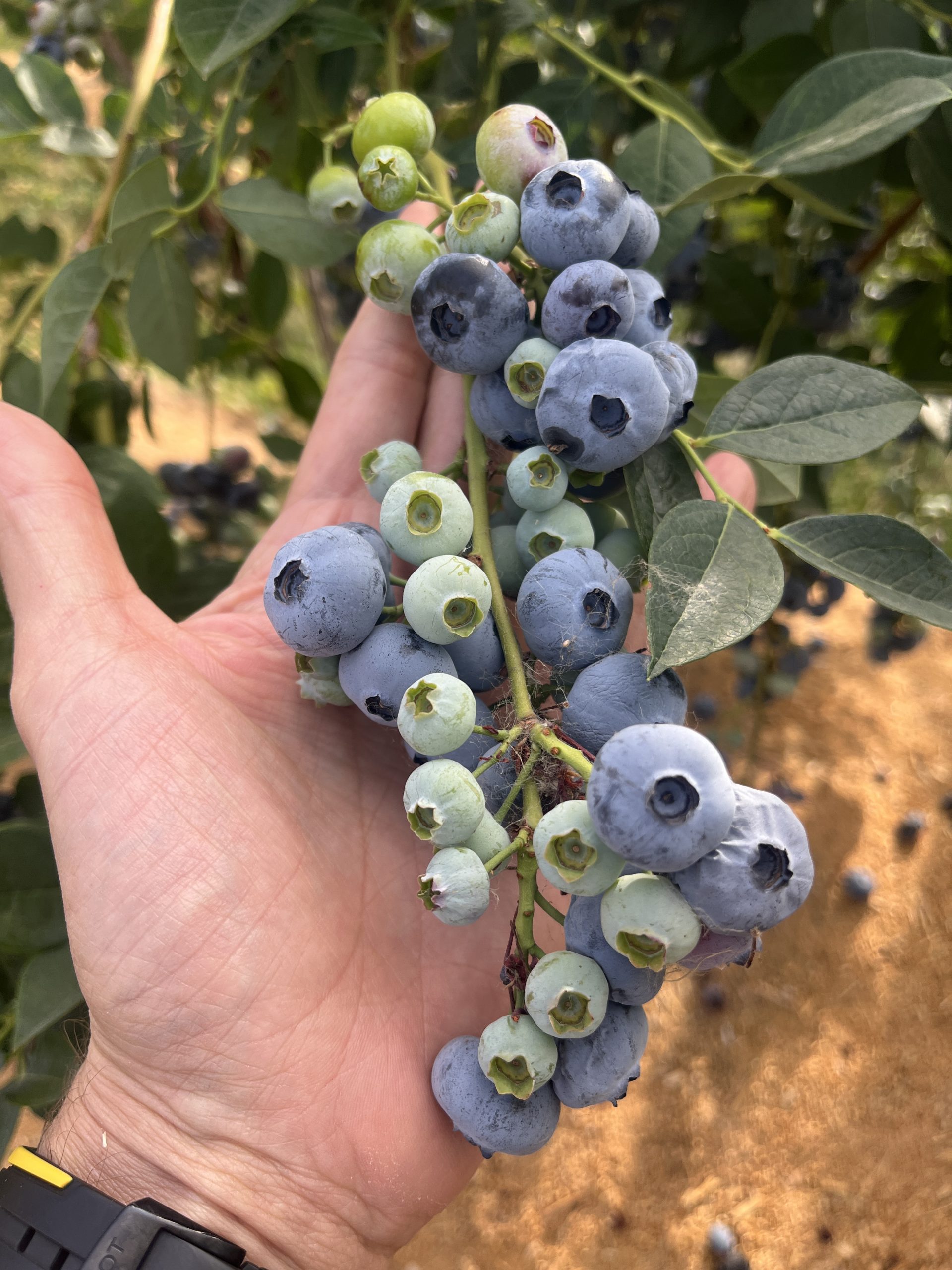 blueberry