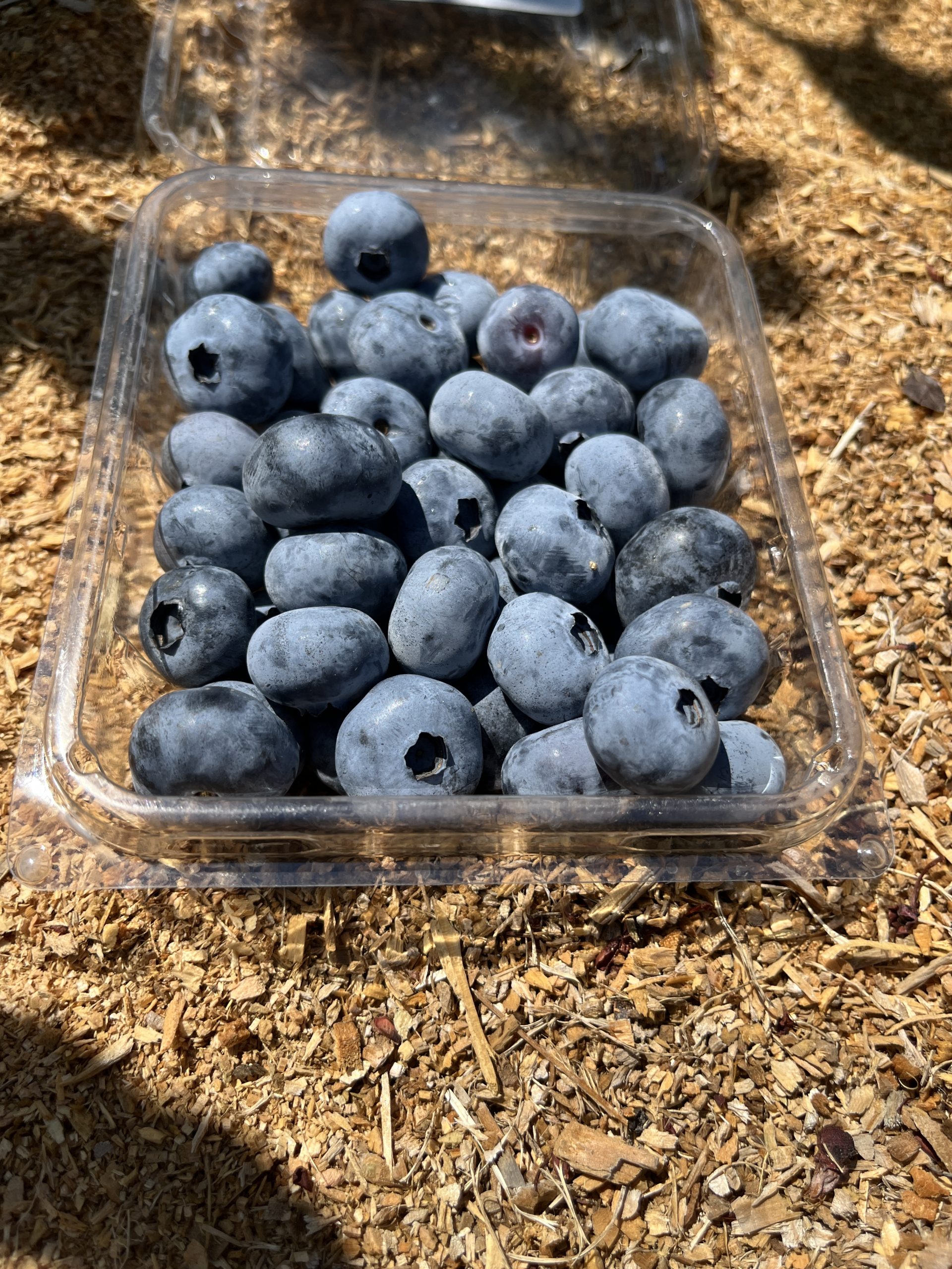 blueberry