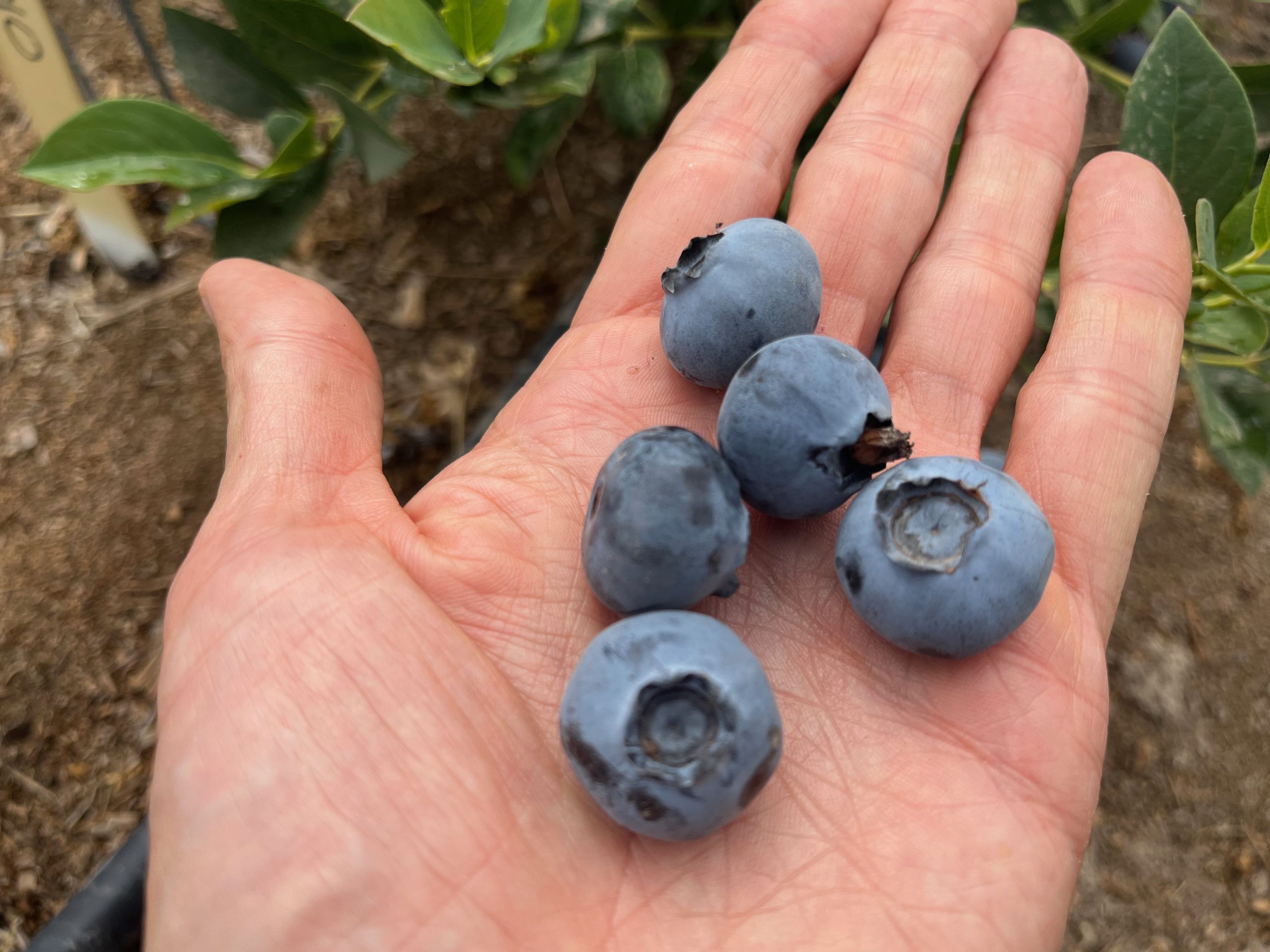 blueberry