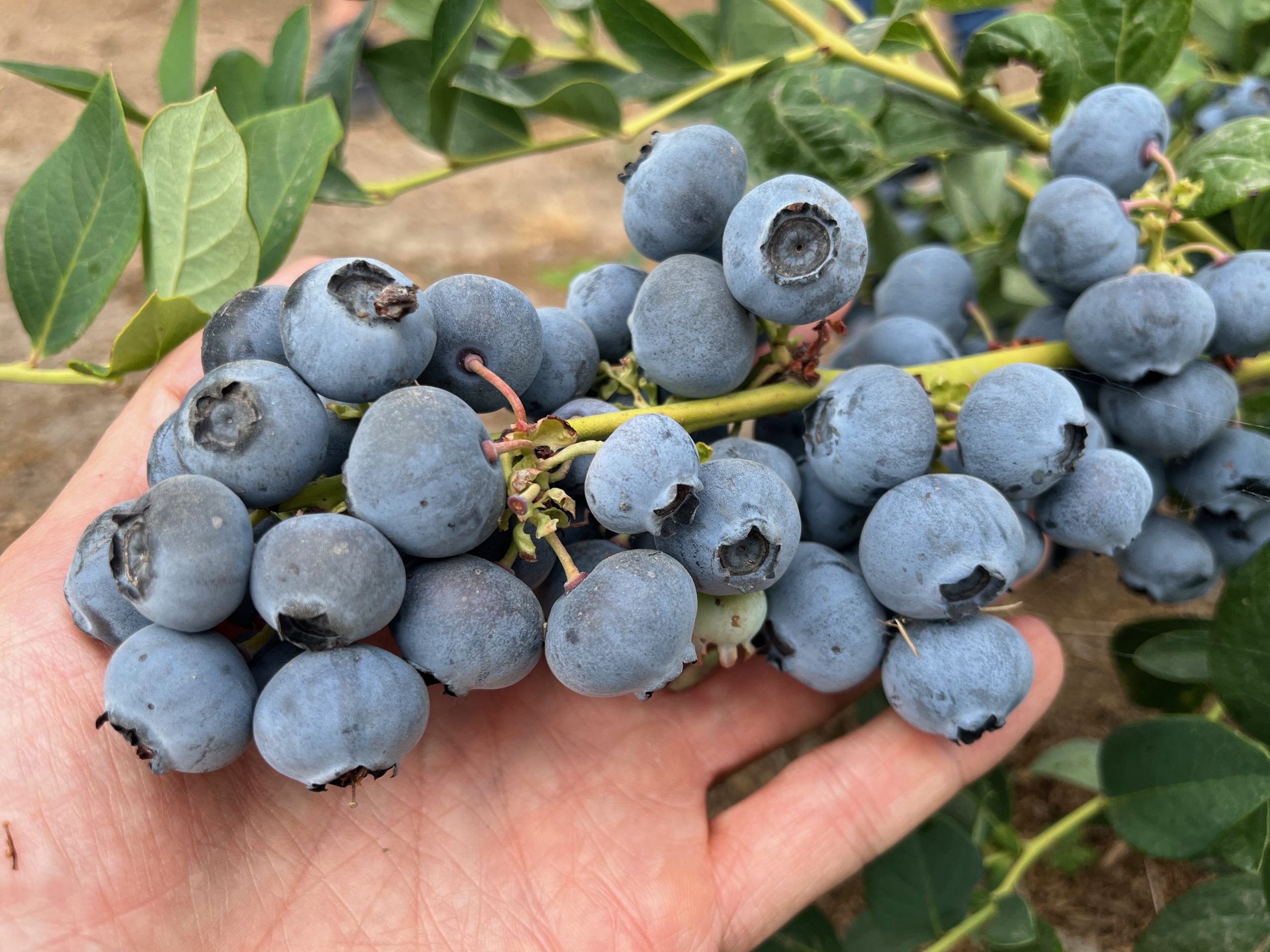blueberry