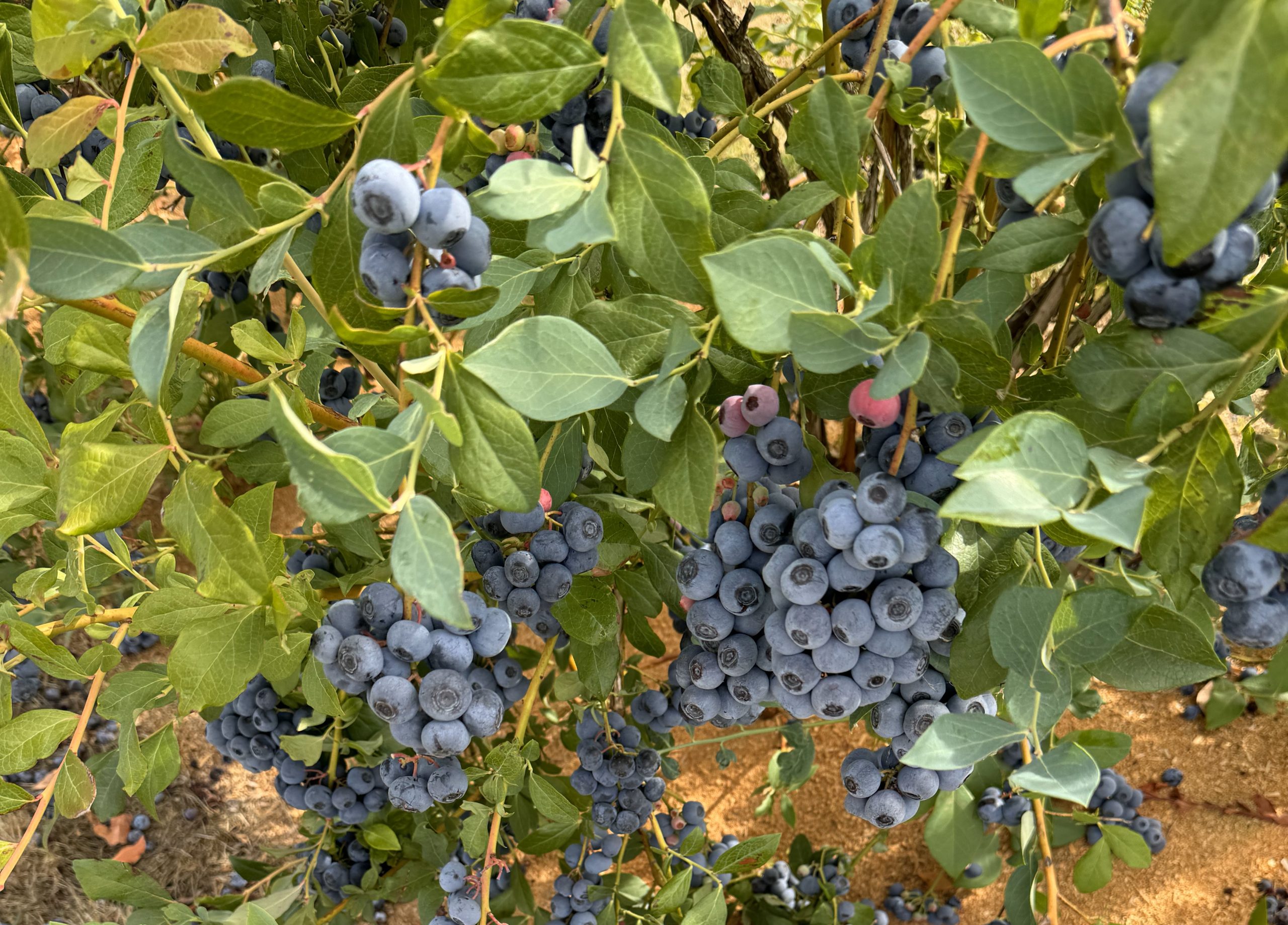 blueberry