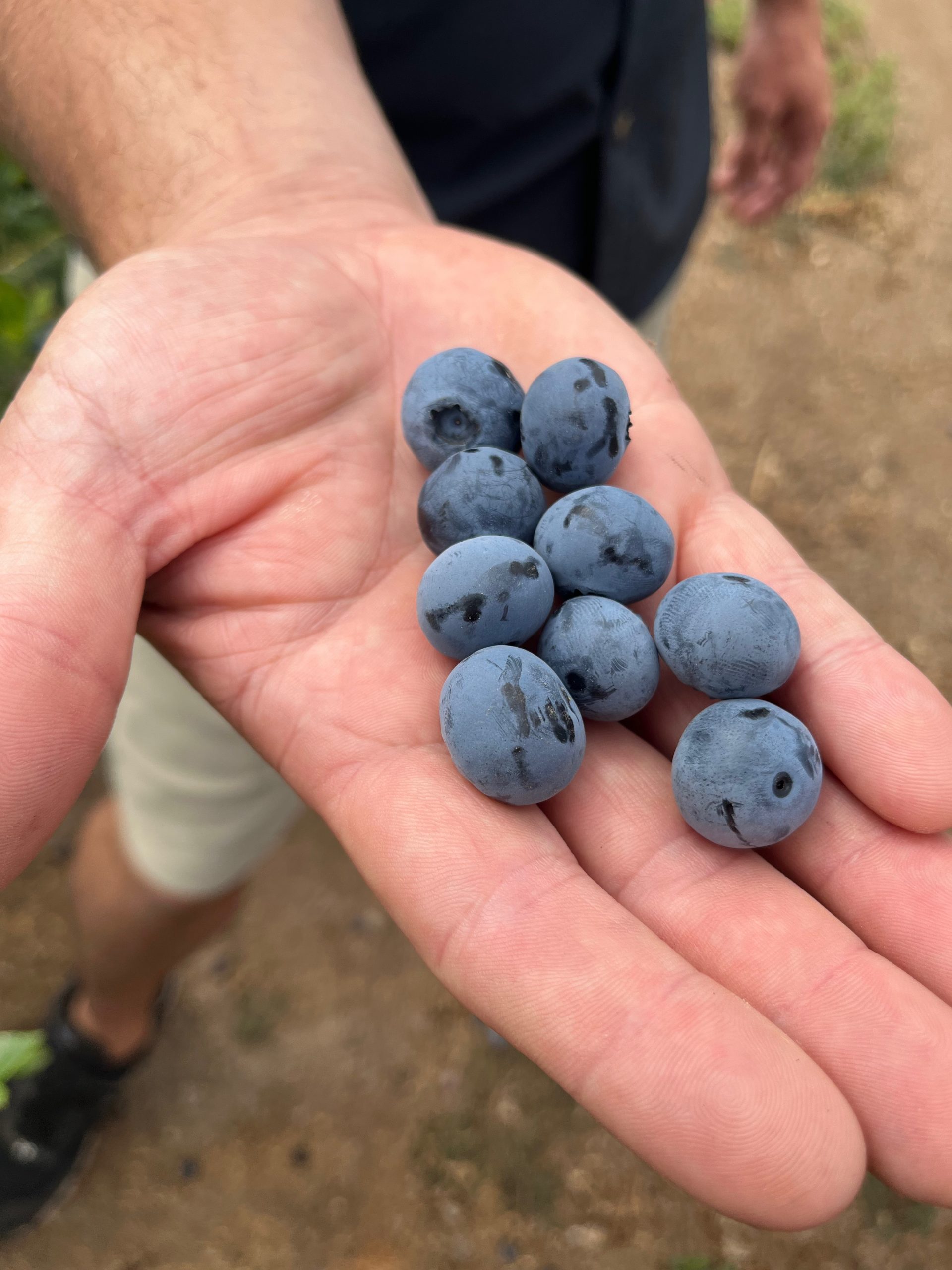 blueberry