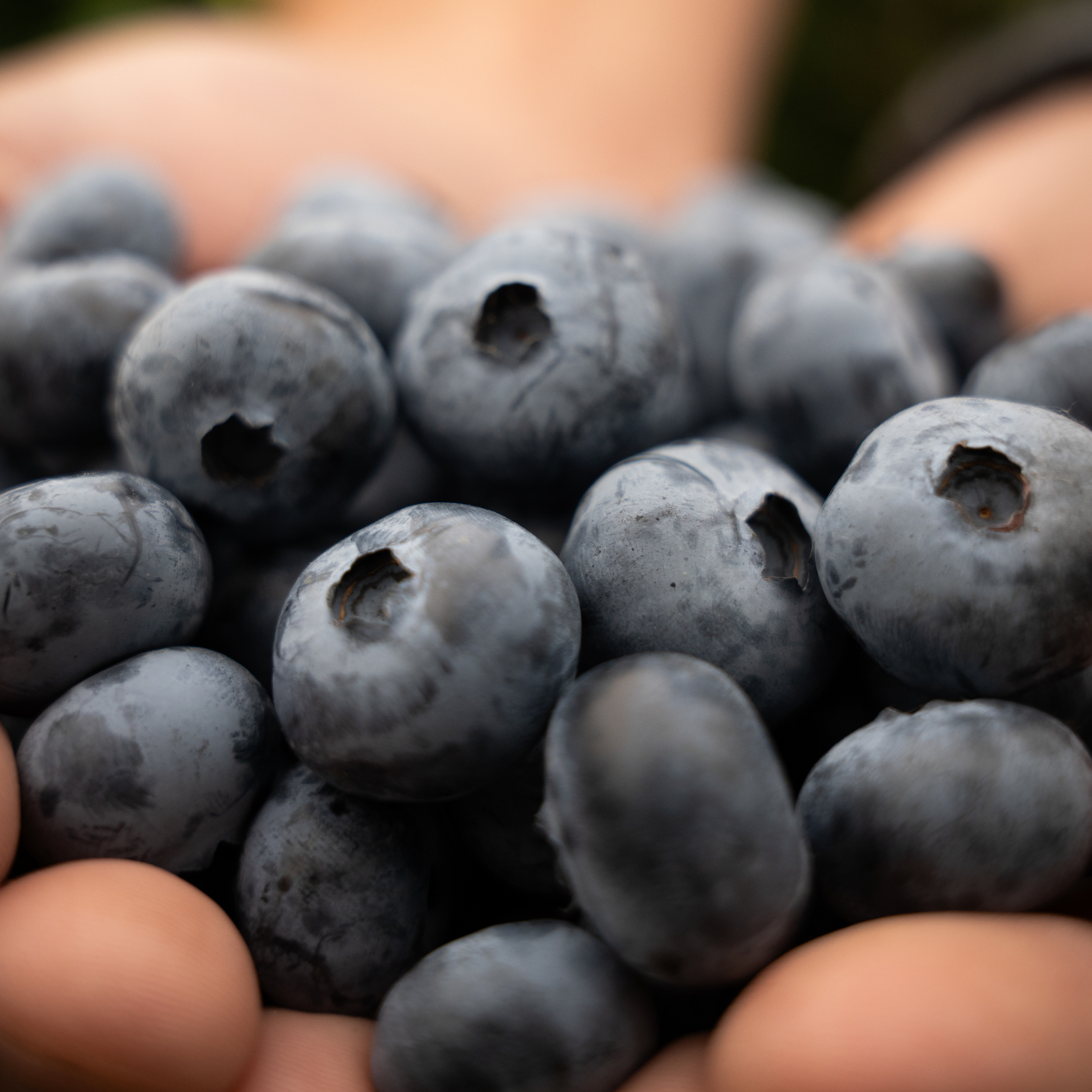 blueberry