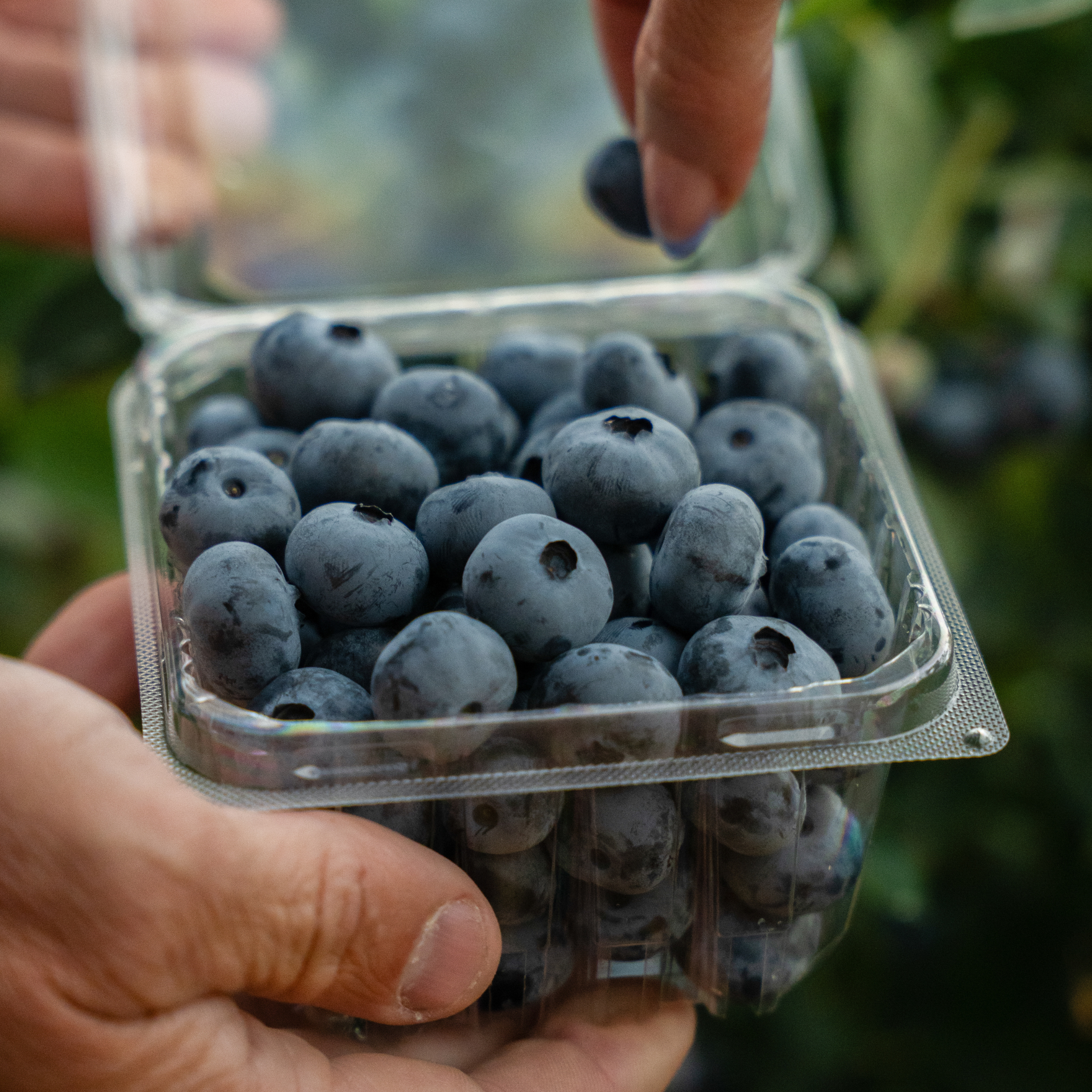 blueberry