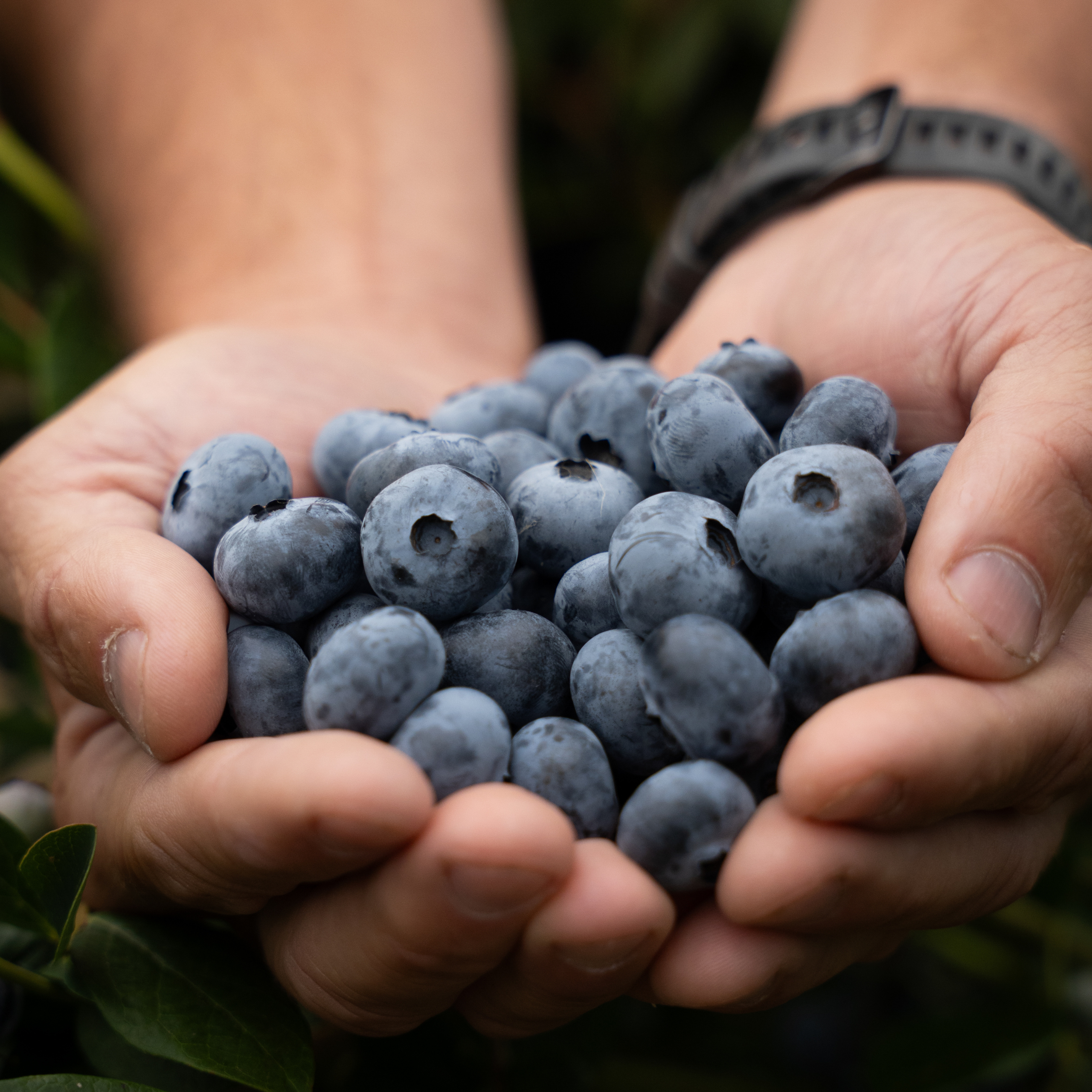blueberry