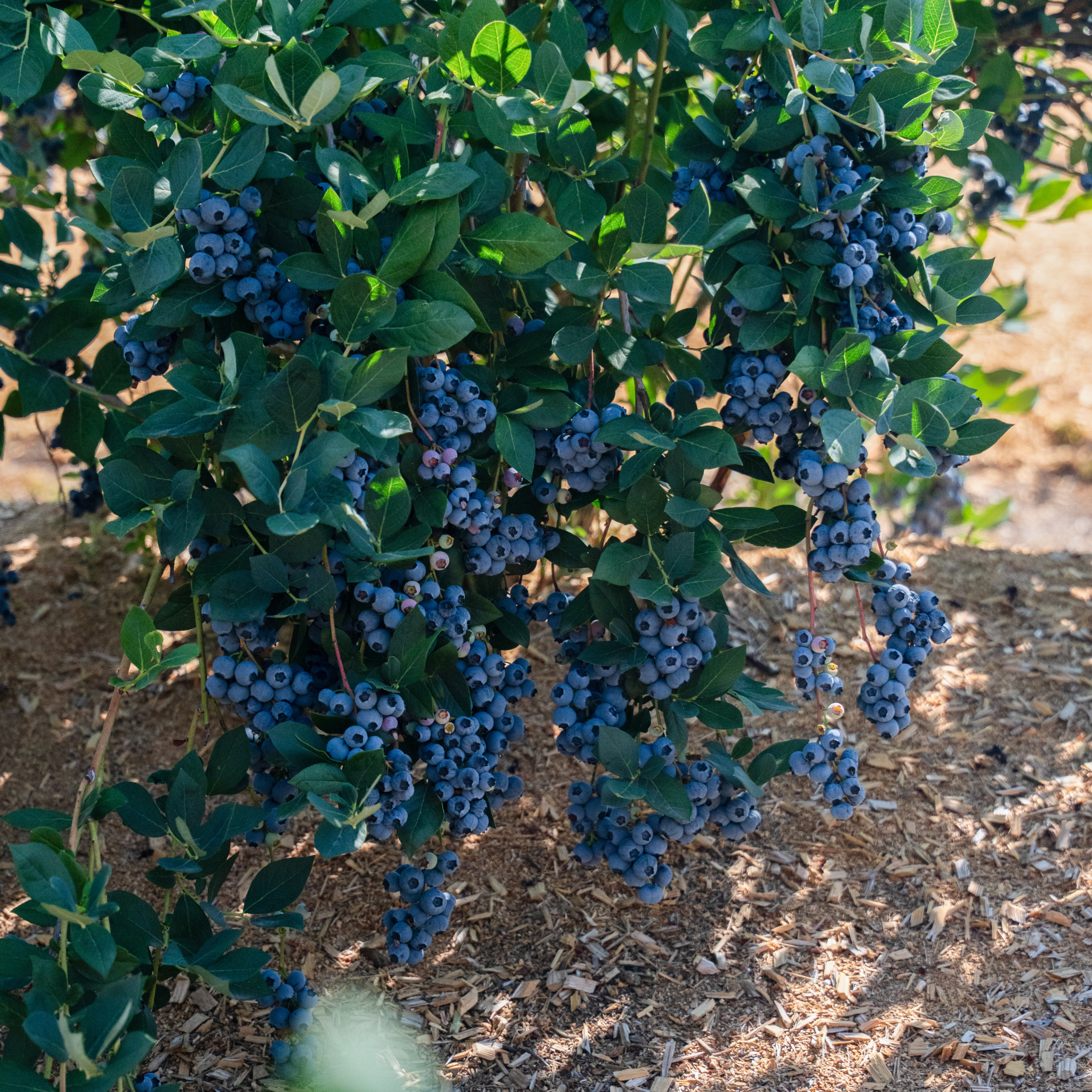 blueberry