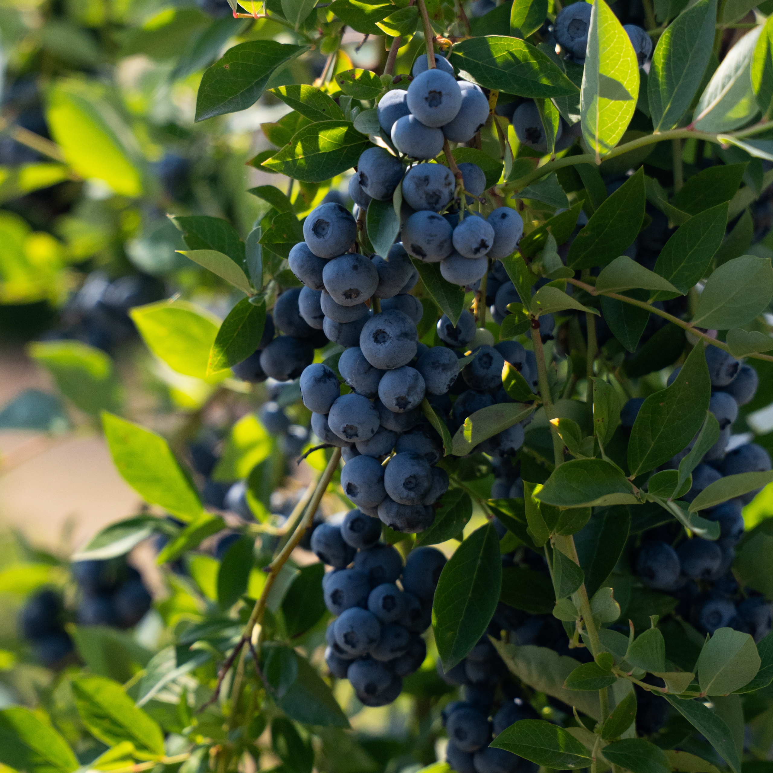 blueberry