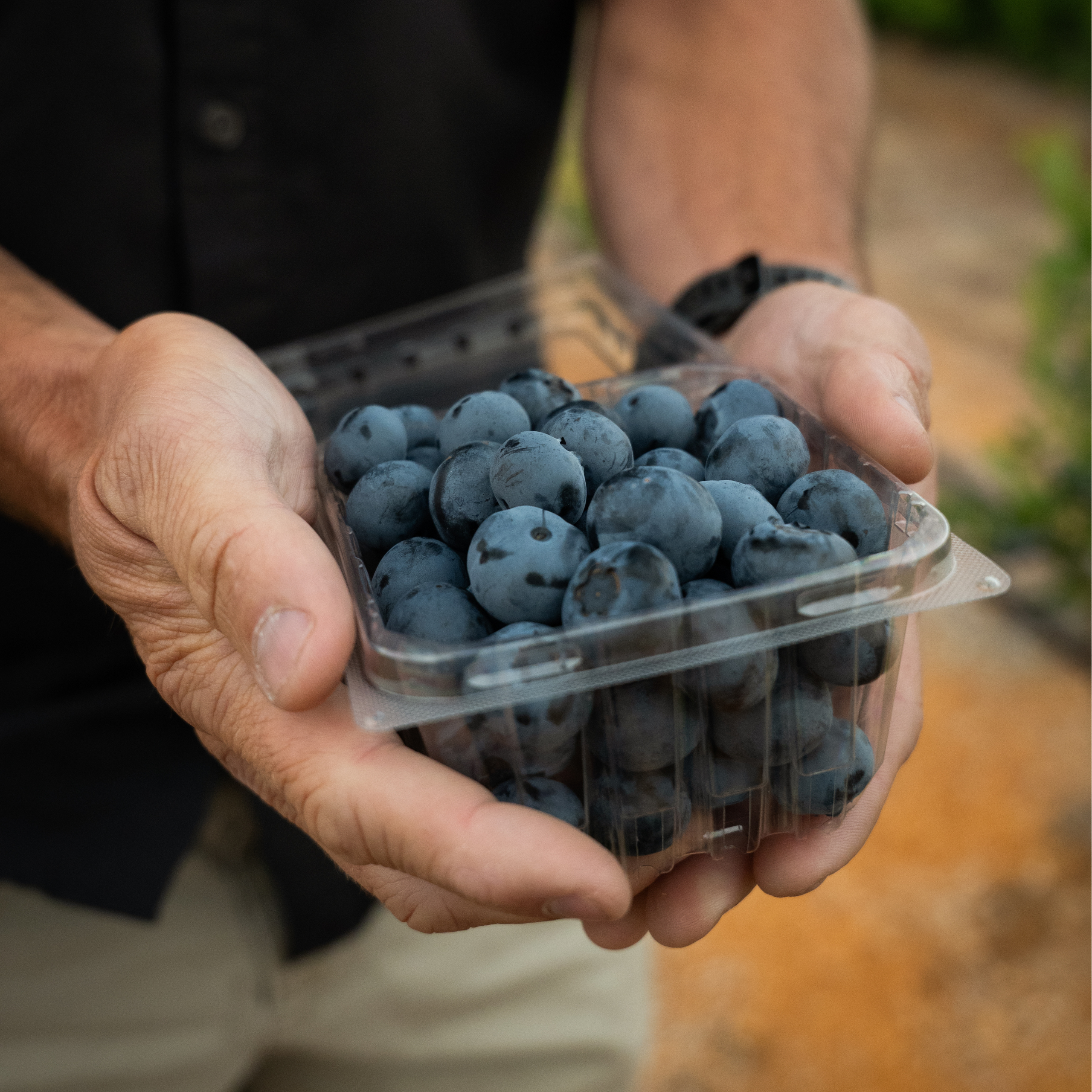 blueberry