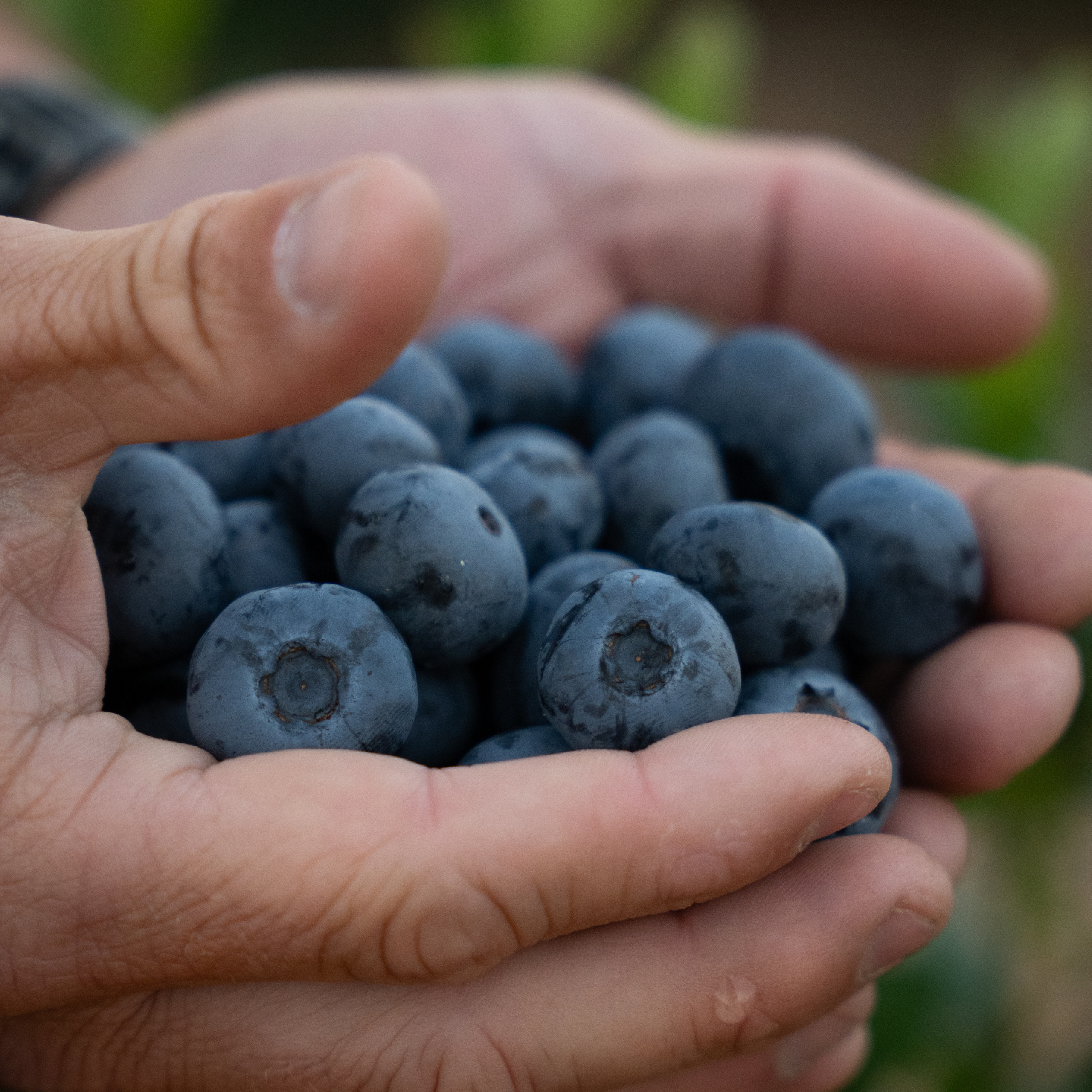 blueberry