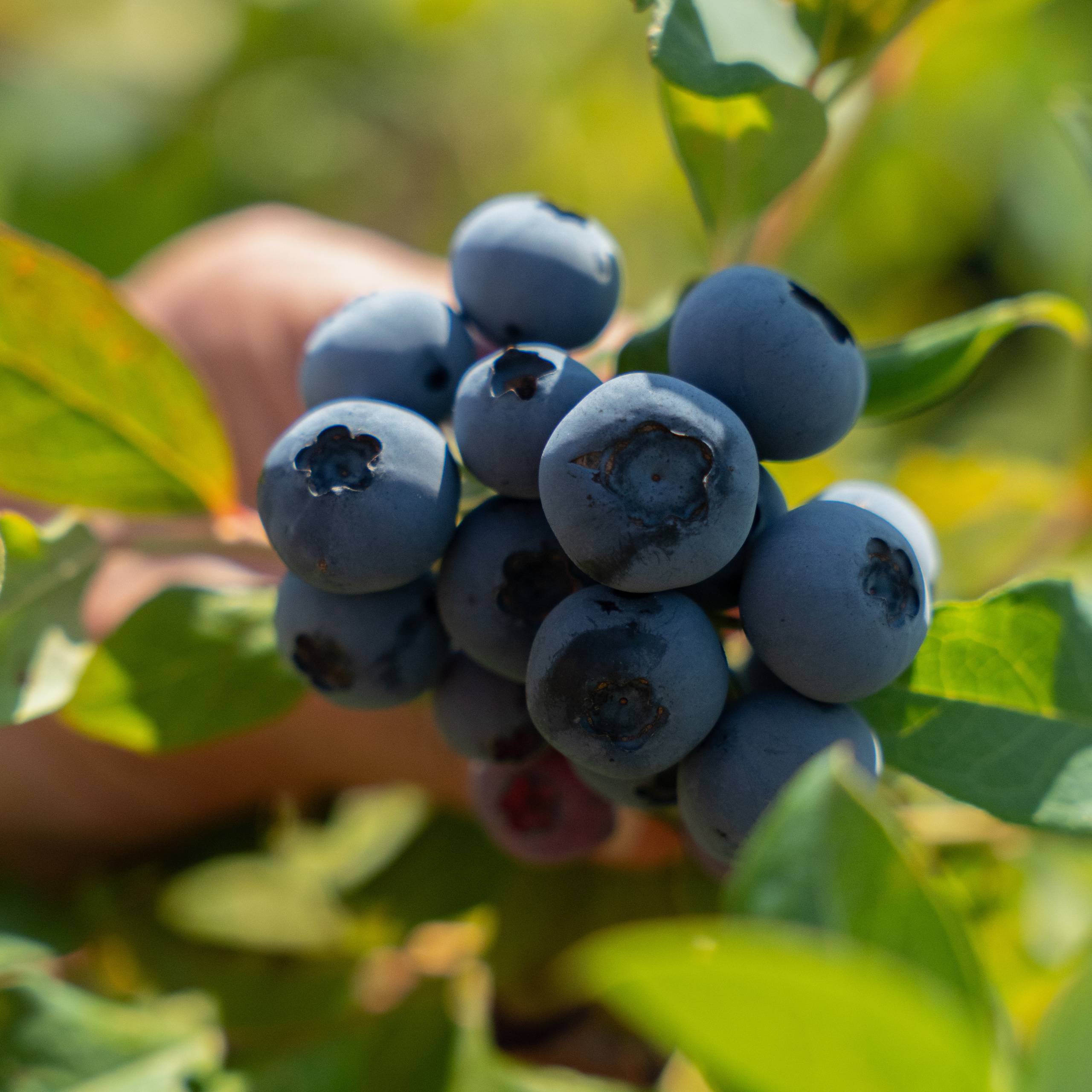 blueberry