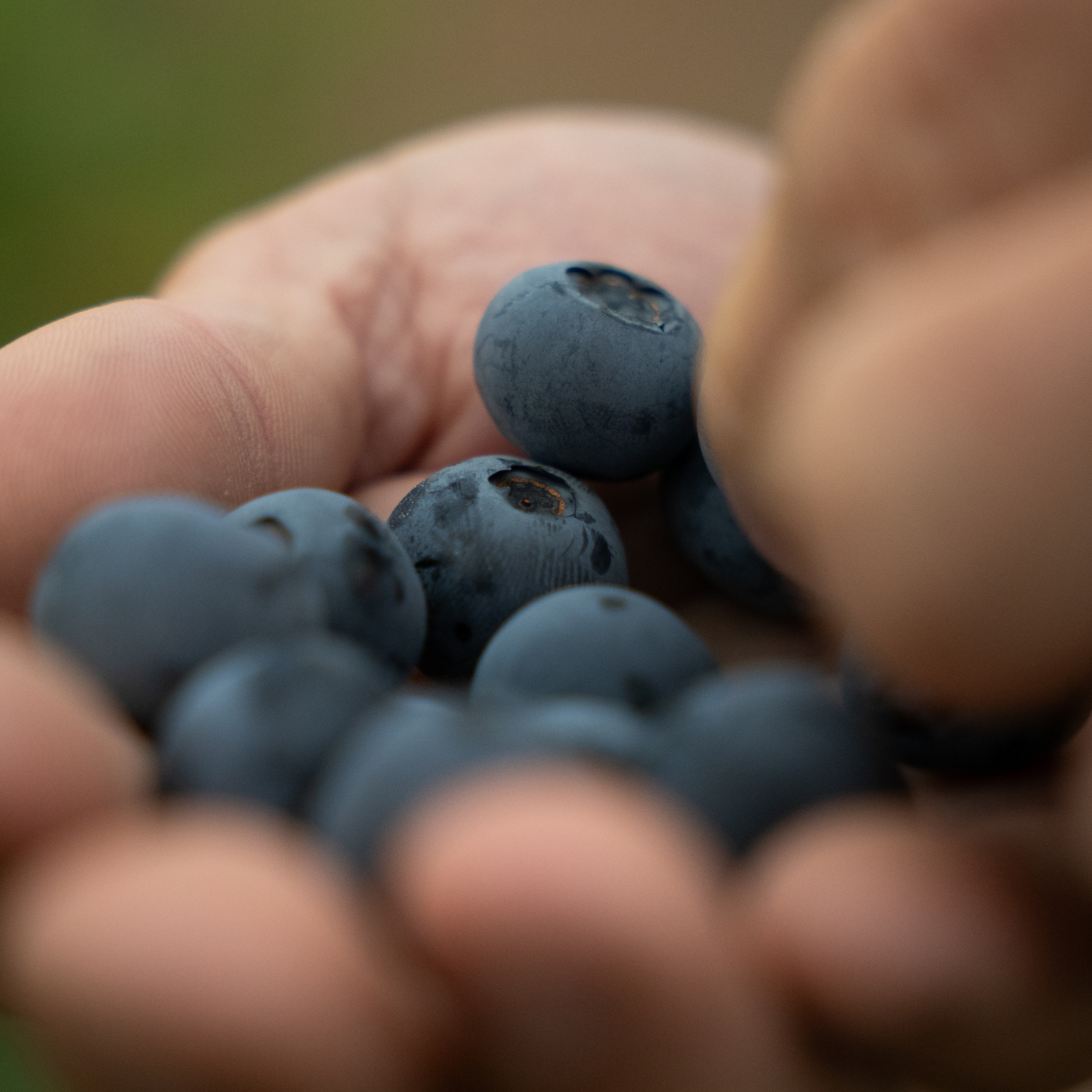blueberry