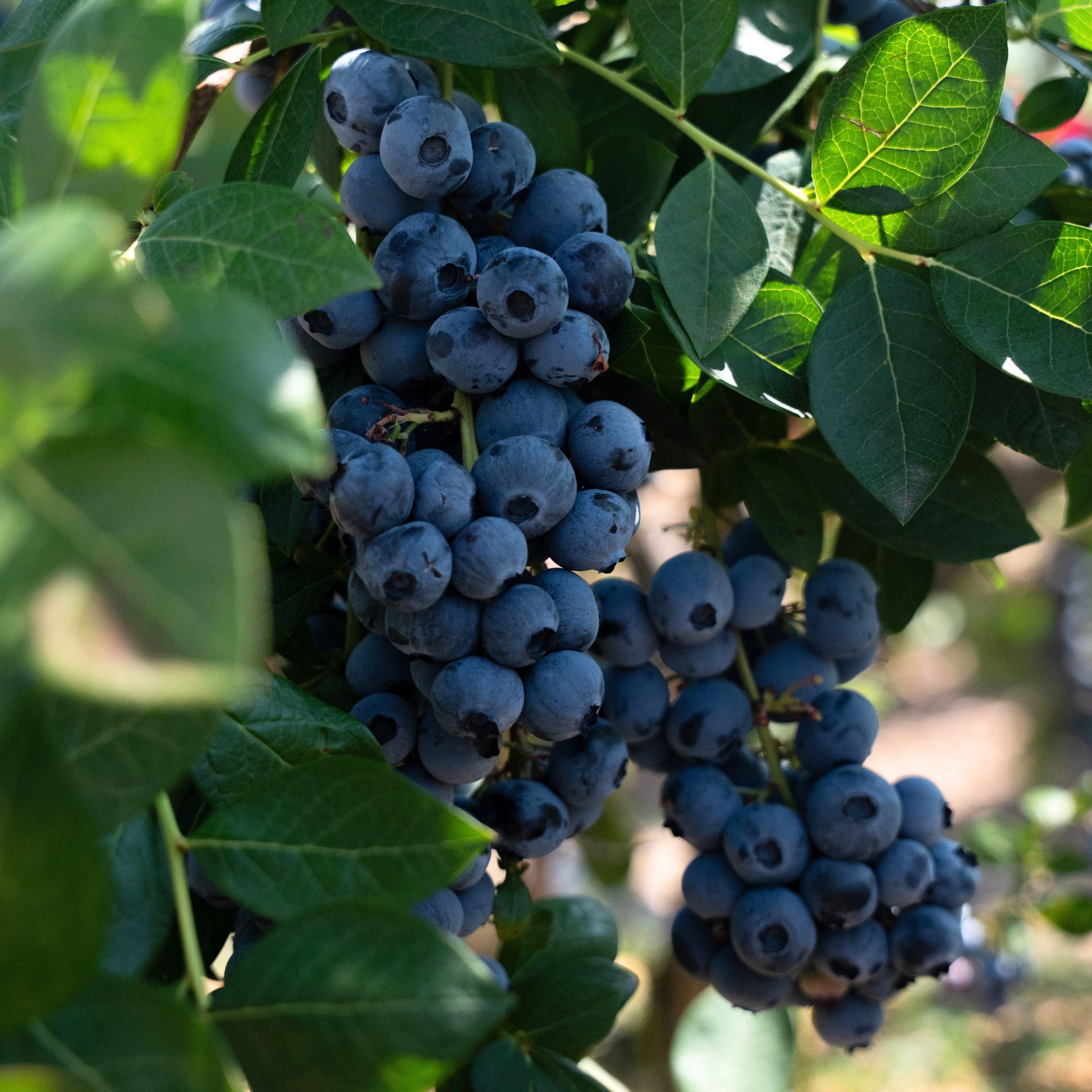 blueberry