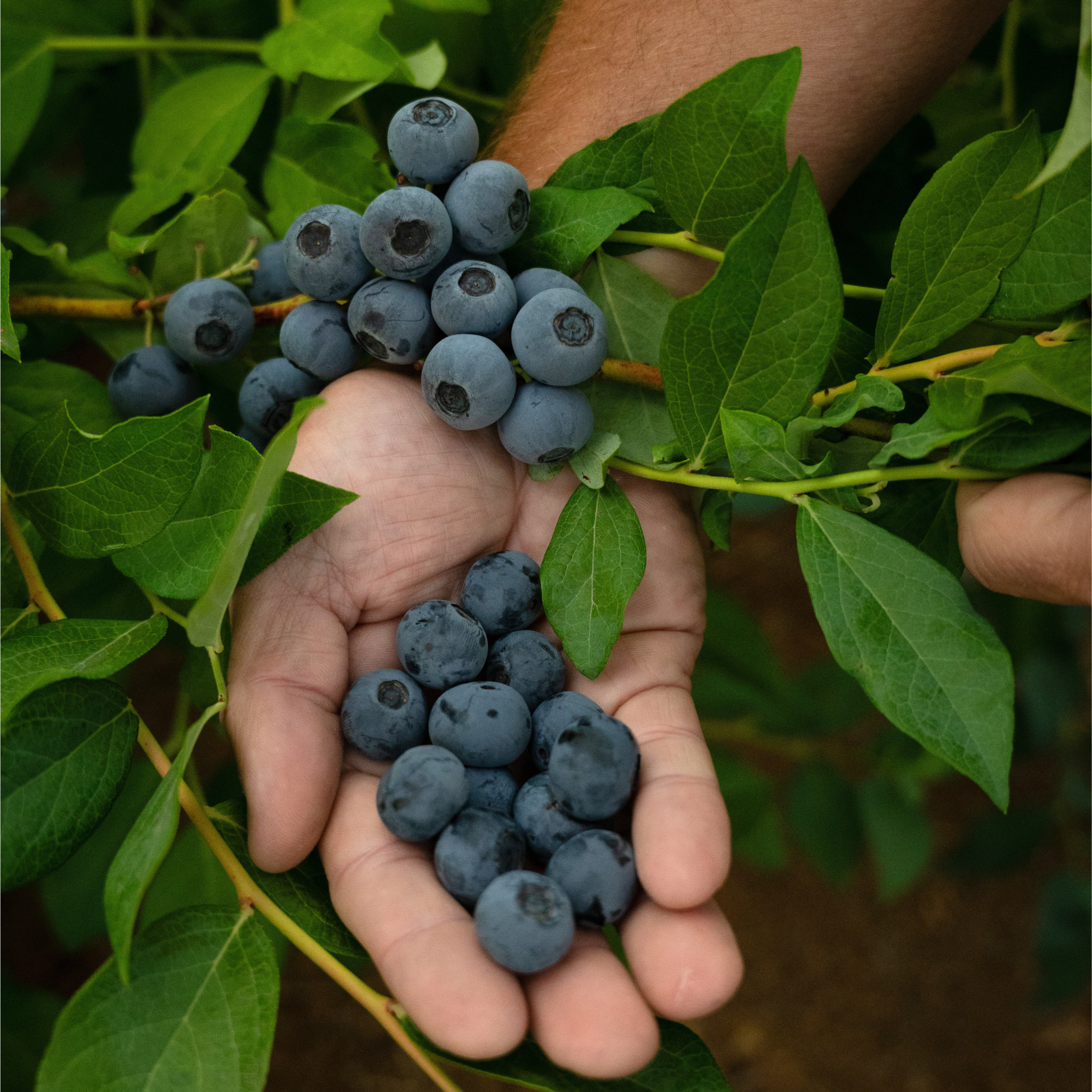 blueberry