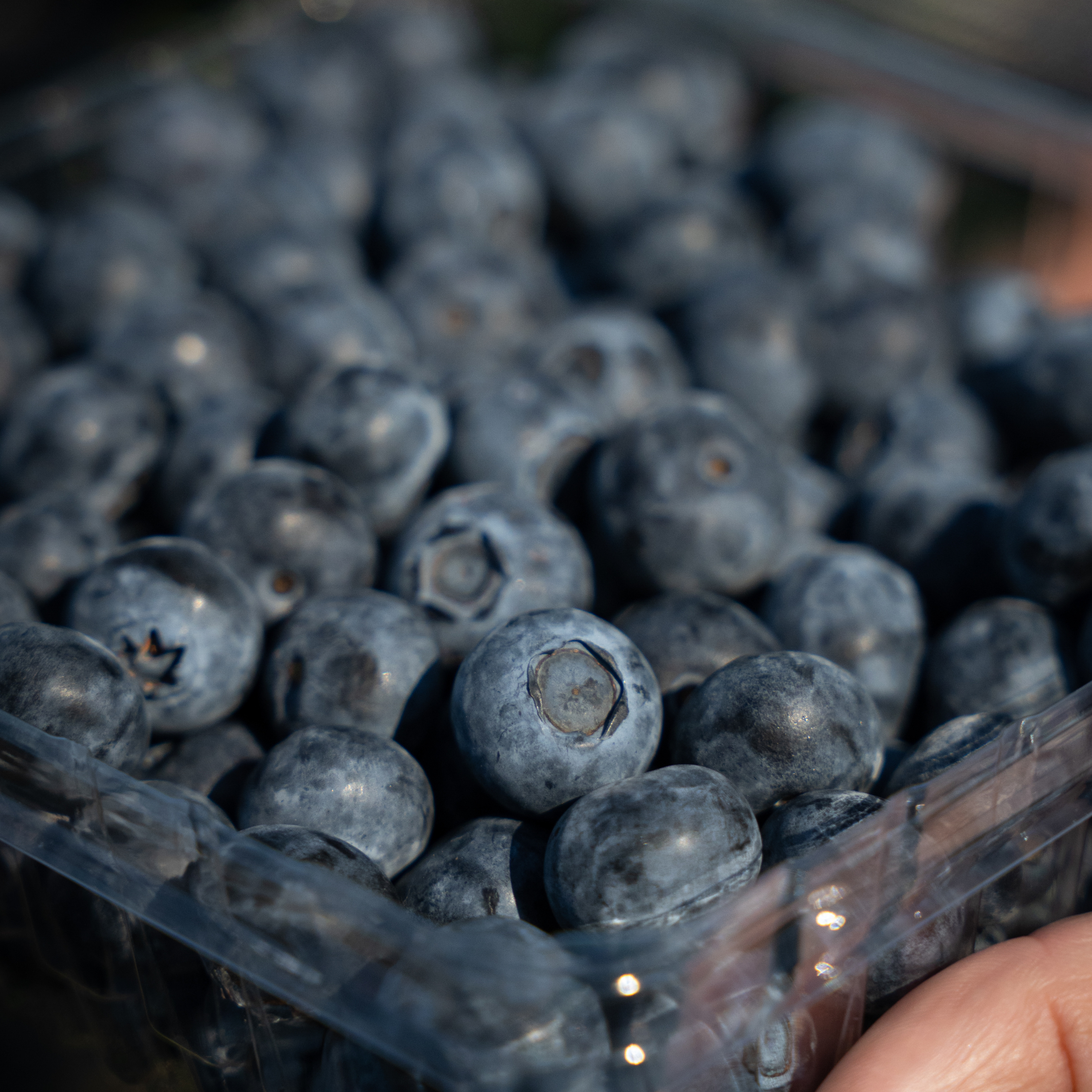 blueberry